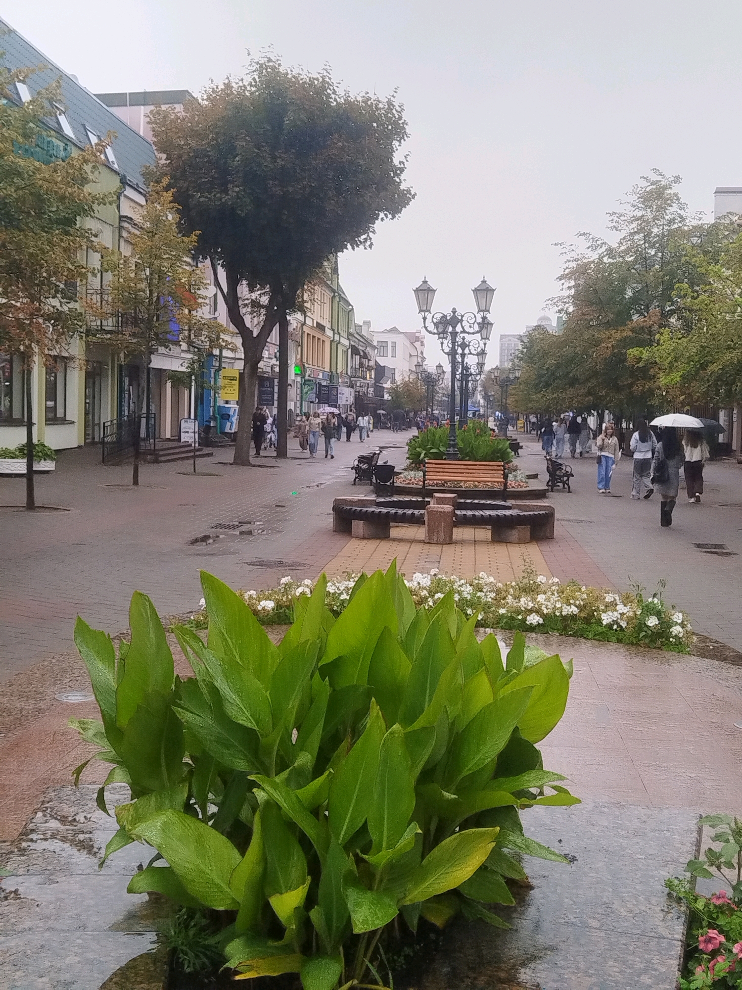 The image shows a street scene in Brest, Belarus. The street is paved and lined with buildings on both sides. There are trees and streetlights along the sidewalk. Several people are walking on the sidewalk, some of whom are carrying umbrellas, suggesting it might be raining. In the foreground, there are large green plants and flowers. The architecture of the buildings appears to be a mix of older and more modern styles. The sky is overcast, contributing to a subdued lighting of the scene.