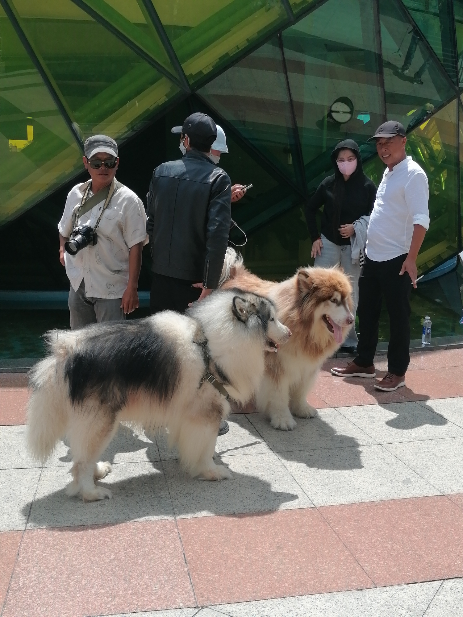 In Da Lat, Vietnam, three individuals are photographed with two large dogs on a sun-drenched tiled pathway in front of a modern building with geometric green glass panels. On the left, a man wearing a cap and sunglasses holds a camera around his neck. Next to him, a person in a black leather jacket and a face mask stands behind one of the dogs. To the right, a man in a white shirt and black pants smiles at the camera. Two large dogs, one predominantly white and black, and the other tan and white, are the central focus. The tan and white dog is panting with its tongue out. A bottle of water is visible on the ground near the man in the white shirt. The environment suggests an urban outdoor setting, possibly a public space or park in Da Lat.