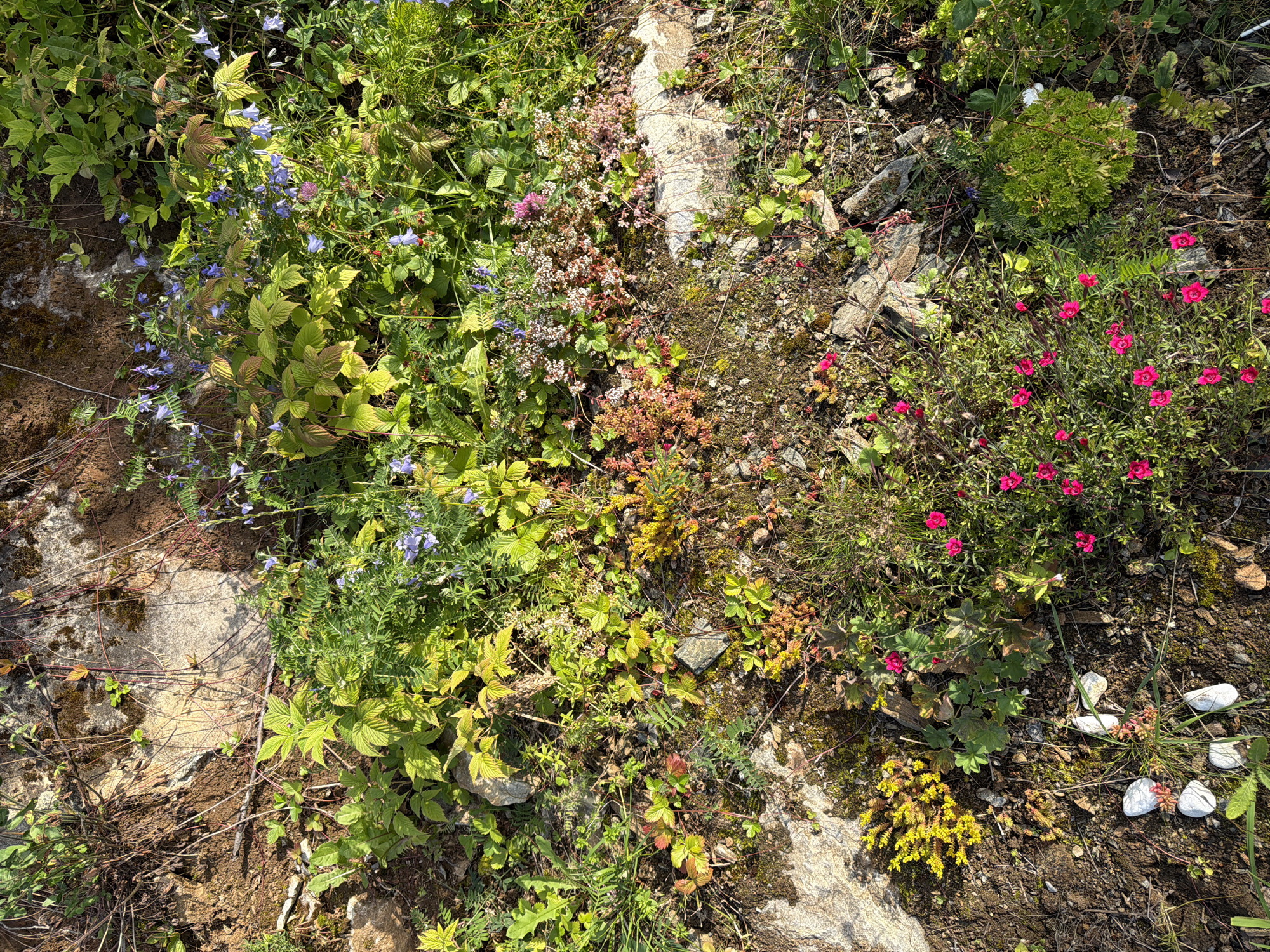 The image shows a close-up, overhead view of a rocky, sun-dappled area with a variety of small plants and flowers. In the upper portion of the image, a rocky outcropping with moss and brown soil is visible. Below this, a dense growth of green foliage with interspersed small blue bell-shaped flowers dominates. Further down and to the right, clusters of small pink and white flowers grow amongst low-lying green plants. In the bottom left and center, there are areas of exposed soil with scattered white pebbles and patches of low-lying plants with pink and yellow flowers. The overall impression is of a wild, natural setting with a mix of rocky terrain and hardy vegetation. The location is identified as a rocky slope in Harstad, Norway, likely a natural area or a less manicured garden space. There are no people or animals visible in the image.