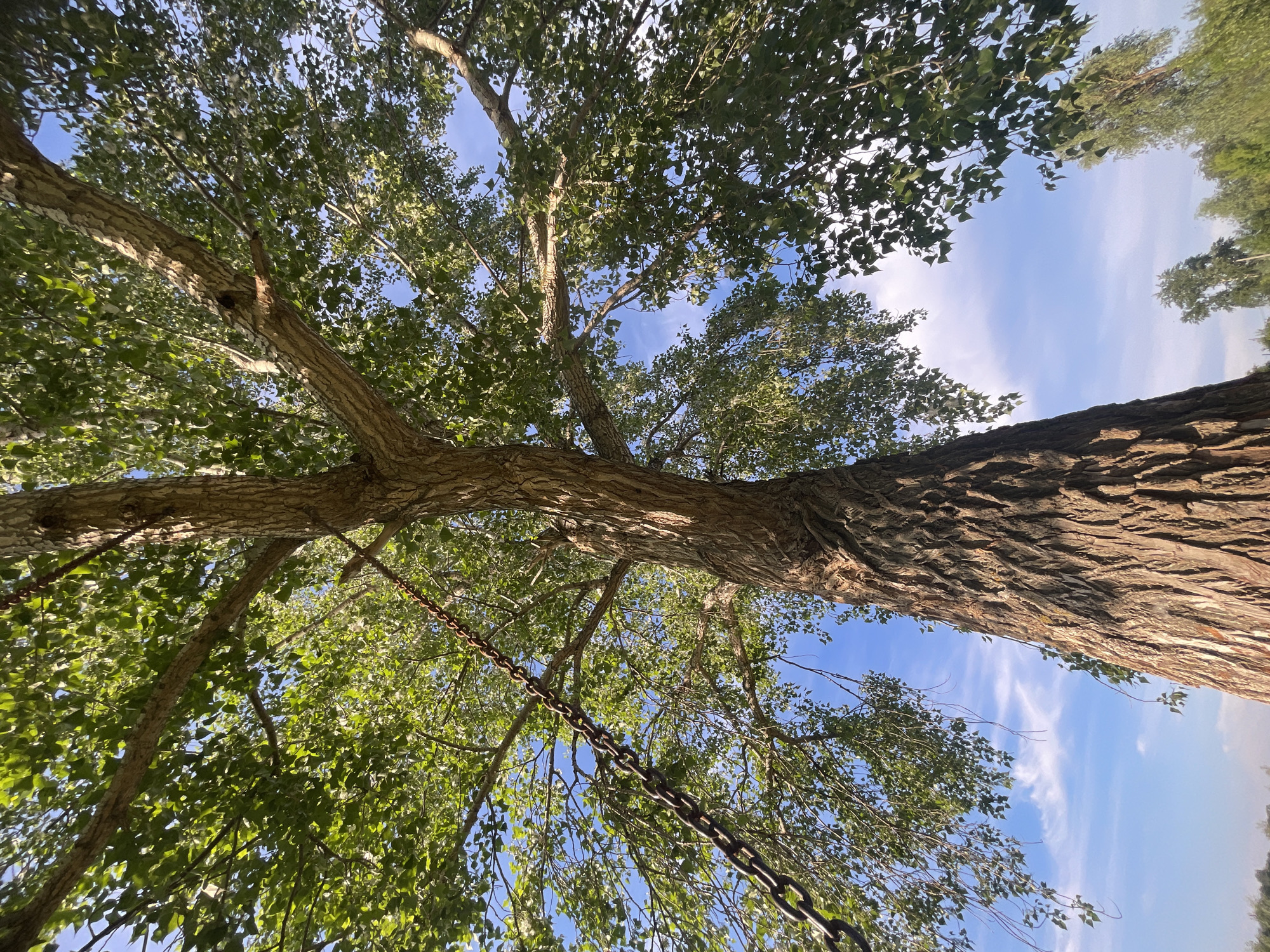 This image, taken from a low-angle perspective looking upwards, captures the dense canopy of a large tree against a bright blue sky.
**Subjects:** The primary subject is a tall, mature tree with a thick, furrowed bark visible on the right side and extending into the center. Its numerous branches, covered in vibrant green leaves, spread across the frame, forming a natural overhead canopy. Gaps in the foliage reveal a clear, light blue sky with scattered wispy white clouds. A heavy metal chain hangs prominently from a branch in the lower left and central part of the image, extending downwards.
**Activity or event taking place:** No direct human or animal activity is depicted. The scene suggests a peaceful, natural outdoor environment. The hanging chain implies the presence of a swing or similar object, though it is not visible in its entirety and no one is using it.
**Notable details:** The time of day appears to be bright daytime, likely morning or afternoon, indicated by the strong sunlight illuminating the leaves and the clear, bright sky. The weather is sunny with high, thin clouds. The perspective emphasizes the grandeur and height of the tree. The location context is Chaikovsky, Russia. The image evokes a sense of tranquility and connection with nature.
**Visible text:** There is no visible text in the image.