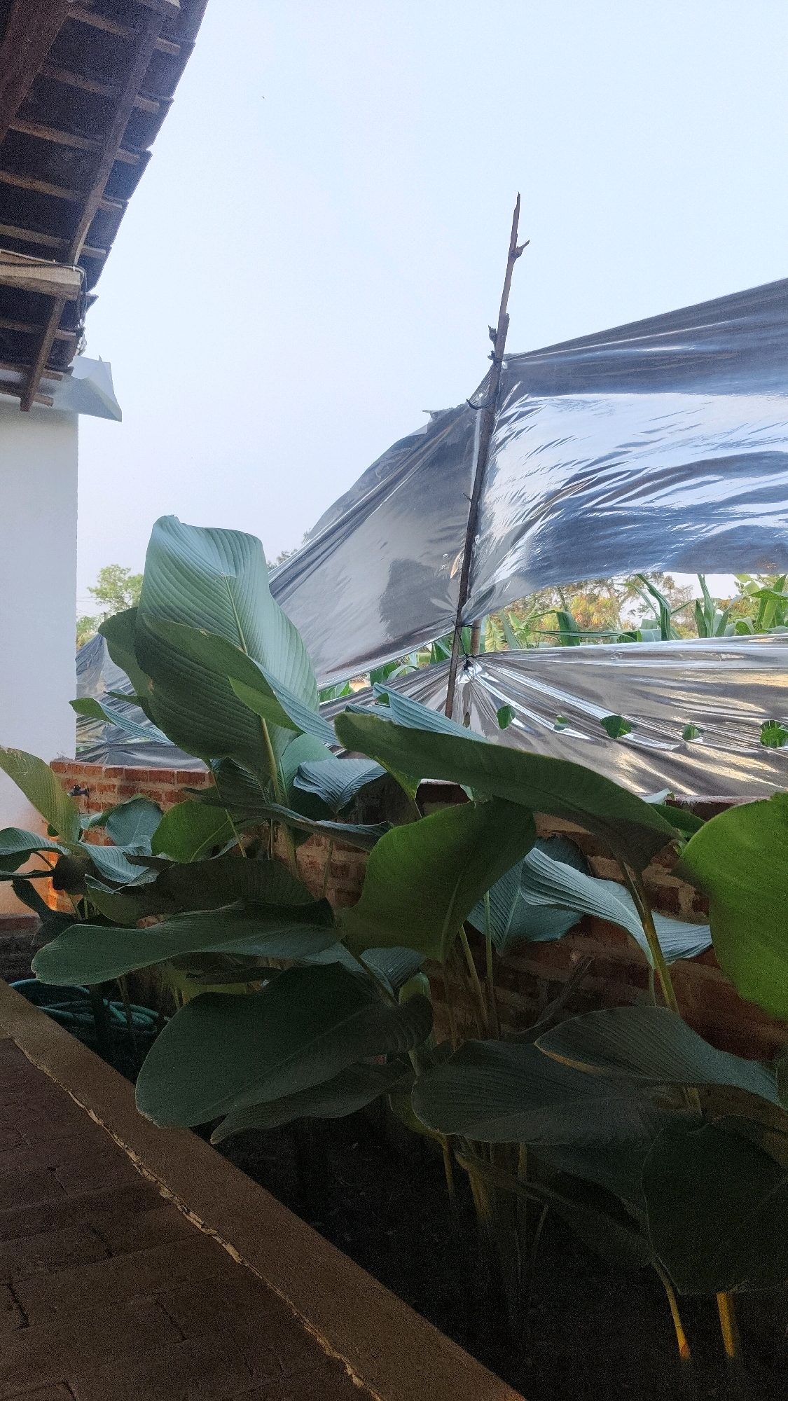 In Sambirobyong, Indonesia, a large plant with broad, ribbed green leaves dominates the foreground, partially obscuring a brick wall. The plant is growing in a bed of dark soil, with a visible green hose to its left. Above and behind the plant, a section of a wooden roof structure is visible on the left. A large sheet of reflective, crinkled material, possibly plastic sheeting, is draped over a thin wooden pole, creating a makeshift shelter or cover. This sheeting reflects the sky, which appears overcast or hazy. The background shows some greenery, suggesting an outdoor setting. The scene appears to be an outdoor area, possibly a garden or a cultivated space, with evidence of construction or protection for plants.