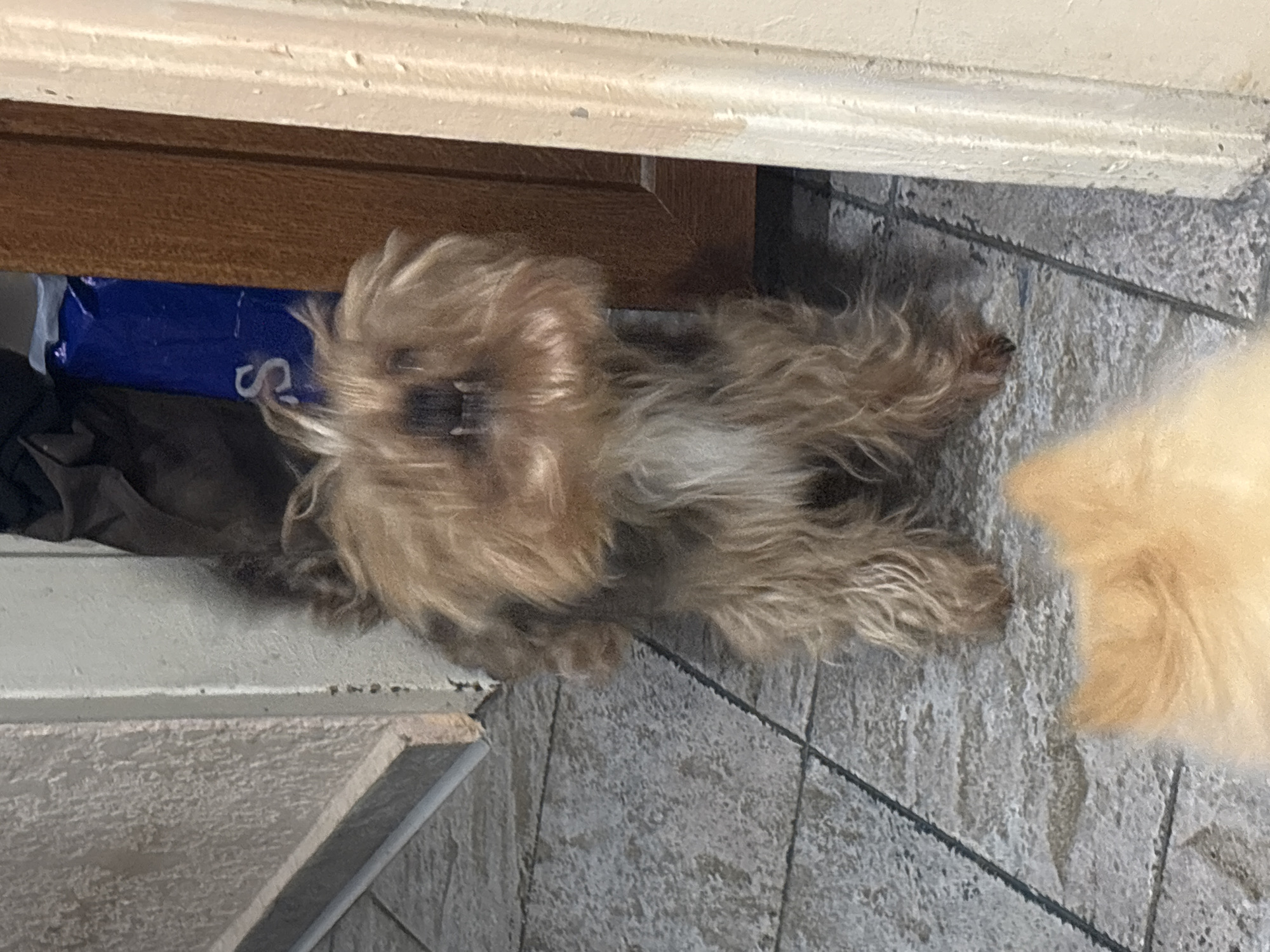 A brown and grey Yorkshire Terrier dog is lying on a grey tiled floor. The dog is positioned horizontally in the image, with its head towards the top. The dog is partially obscured by a wooden cabinet or shelf on the left side of the frame, beneath which a blue package and a dark brown object are visible. To the right of the Yorkshire Terrier is a portion of a light orange Pomeranian. The tiled floor has black grout lines. The location cannot be determined with the visual information provided.