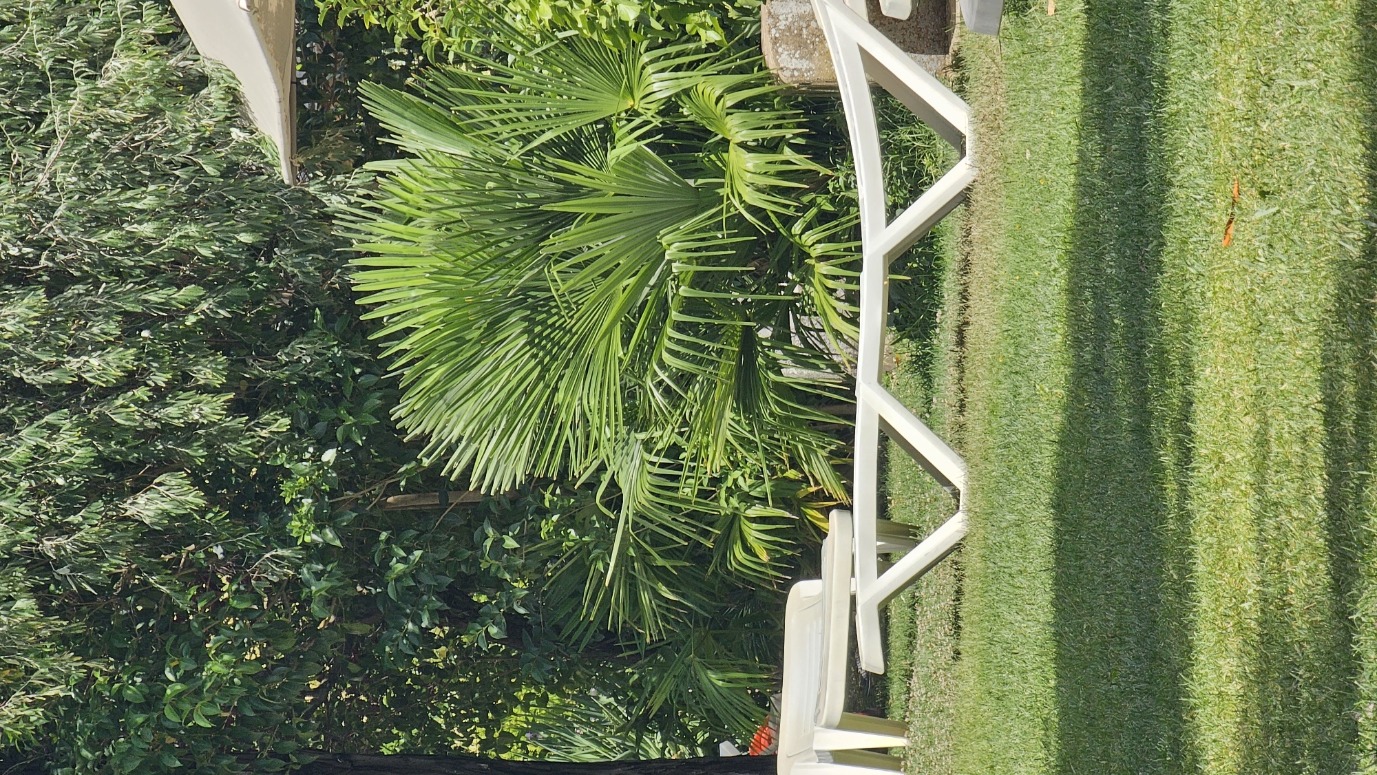 The image depicts a serene outdoor scene, likely a garden or courtyard, in Alhama de Aragón, Spain. The foreground is dominated by a lush green lawn, with a shadow cast across it, suggesting an overhead structure like a canopy or trees. In the middle ground, two white plastic lounge chairs are visible, one on the left partially cropped, and another larger one in the center. These chairs are positioned on the grass, facing towards the right side of the frame. Behind the chairs, a dense backdrop of vibrant green foliage and palm fronds creates a tropical ambiance. The sunlight is bright, illuminating the scene and casting distinct shadows. The overall impression is one of a tranquil, sun-drenched spot, perfect for relaxation.
