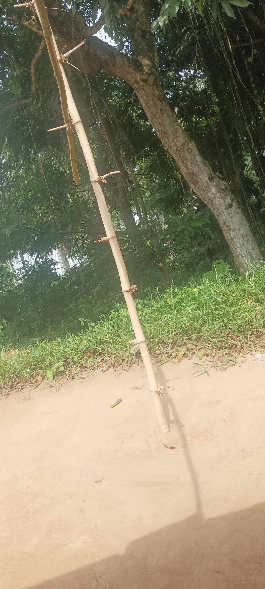 A bamboo pole stands upright on a dirt surface, likely a path or road, in what appears to be a wooded area. The pole has protruding branch stubs and is tied at intervals. The background is dense with trees, shrubs, and hanging vines, suggesting a natural or semi-natural environment. A tree with a textured trunk is visible to the right of the bamboo pole. The scene appears to be in a rural or semi-rural environment, given the natural vegetation and dirt surface. Based on the prompt, the image is likely taken in Amauzu, Nigeria. There are no people visible in the image.