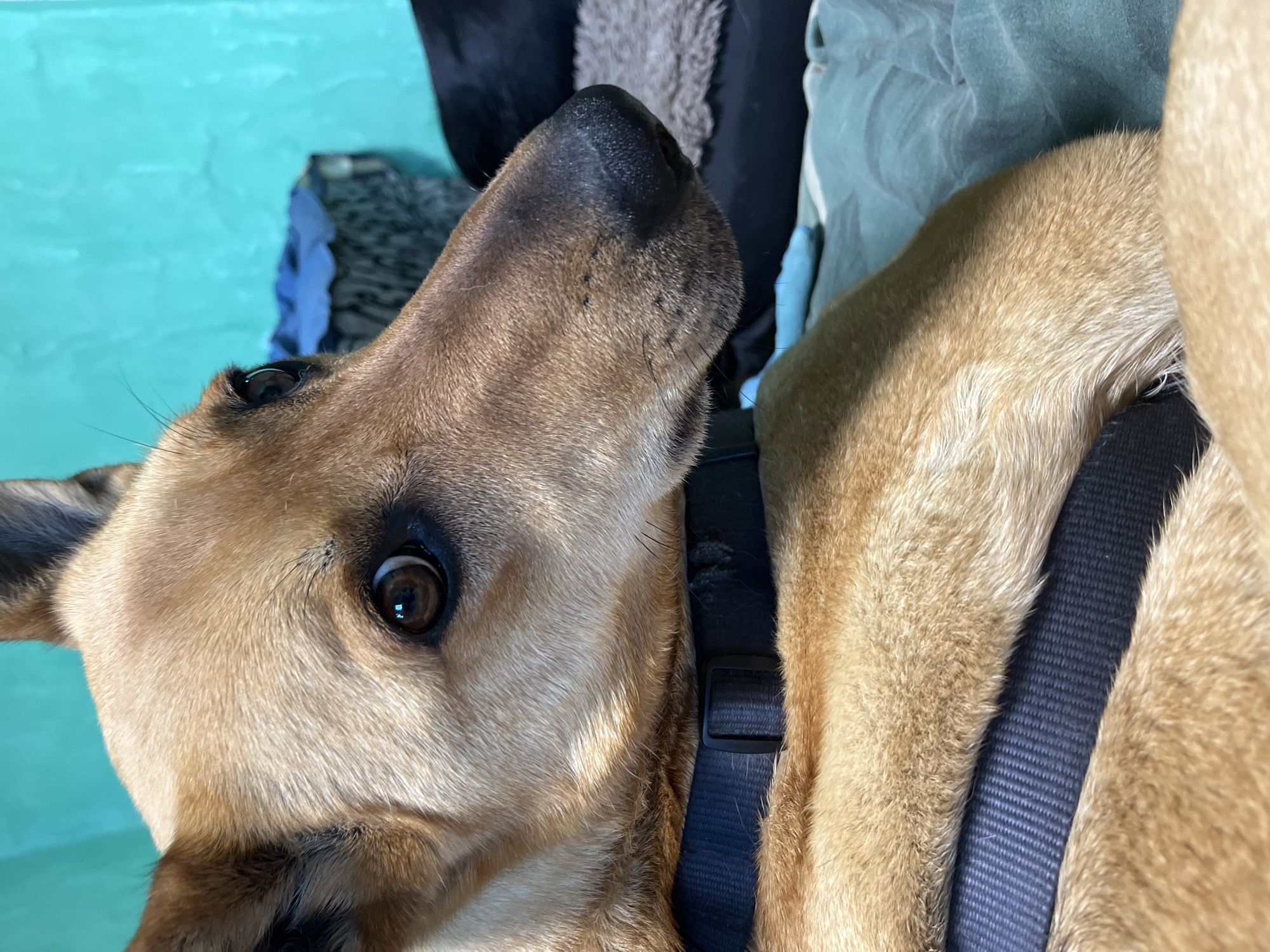A tan dog wearing a blue harness lies on a surface of blue and gray fabric. The dog's head is tilted upward, with its nose and eyes in focus. The background includes a green wall and indistinct dark-colored objects. The location and city are unknown.