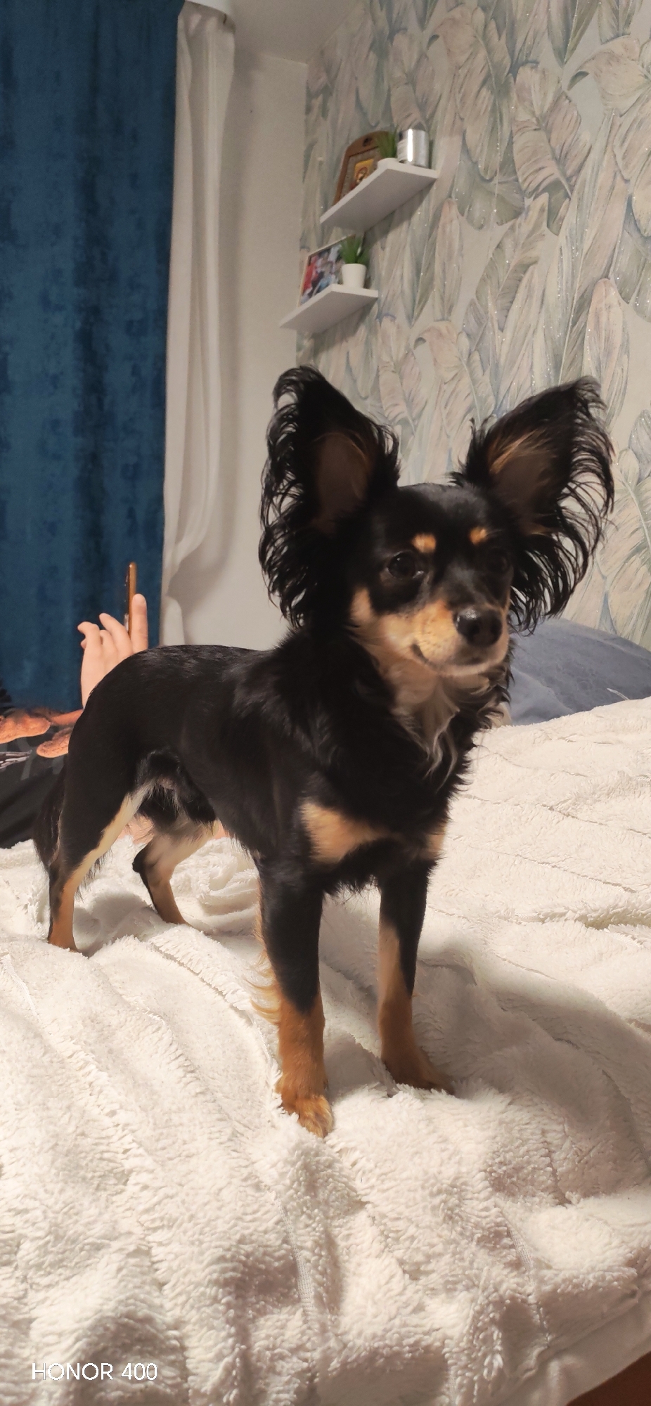 A small, long-haired dog, likely a Russian Toy Terrier, with prominent, fringed ears and black fur with tan markings, stands on a fluffy white bedspread. The dog is positioned center-frame, looking slightly to its right with an alert and curious expression. In the background, a person's leg and hand are partially visible on the bed, suggesting they are relaxing behind the dog.
The scene depicts a cozy indoor setting, most likely a bedroom in Noviy, Russia. The room is decorated with a patterned wallpaper featuring light green and grey leaf motifs. A deep blue curtain hangs on the left side of the frame. Two white wall-mounted shelves are visible on the patterned wall, holding various decorative items including a framed picture, small potted plants, and a metallic cylinder. The lighting is warm and ambient, indicating an indoor setting, possibly during the evening or night. The overall atmosphere appears calm and domestic.
The text "HONOR 400" is visible in the bottom left corner of the image.