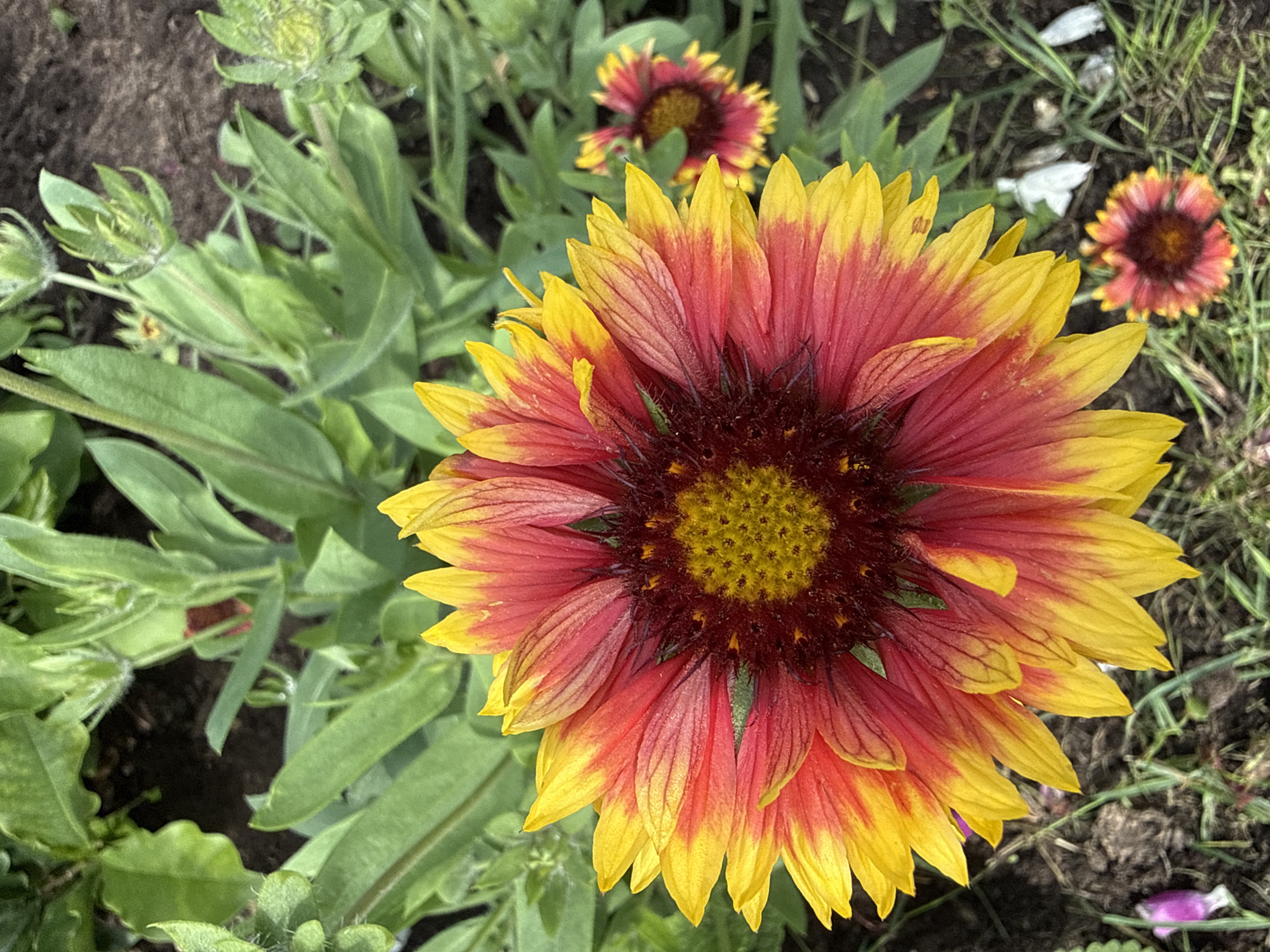 In Žemieji Rusokai, Lithuania, a close-up, high-angle shot captures a vibrant Blanket Flower (Gaillardia) in full bloom. The large, primary flower dominates the foreground, displaying petals that transition from a deep red at the center to a bright yellow at the tips. Fine, dark red veins are visible on the red portions of the petals. The center of the flower is a dense cluster of small, yellow florets, surrounded by dark, bristly structures. Surrounding the main flower are the green, elongated leaves of the plant, with some unfurled buds visible among them. In the background, to the right and slightly out of focus, is a smaller, similarly colored Blanket Flower. The ground beneath the flowers is a mixture of dark soil and sparse green grass, with a few fallen white petals scattered on the surface. The lighting suggests a natural, outdoor setting, likely during daylight hours.