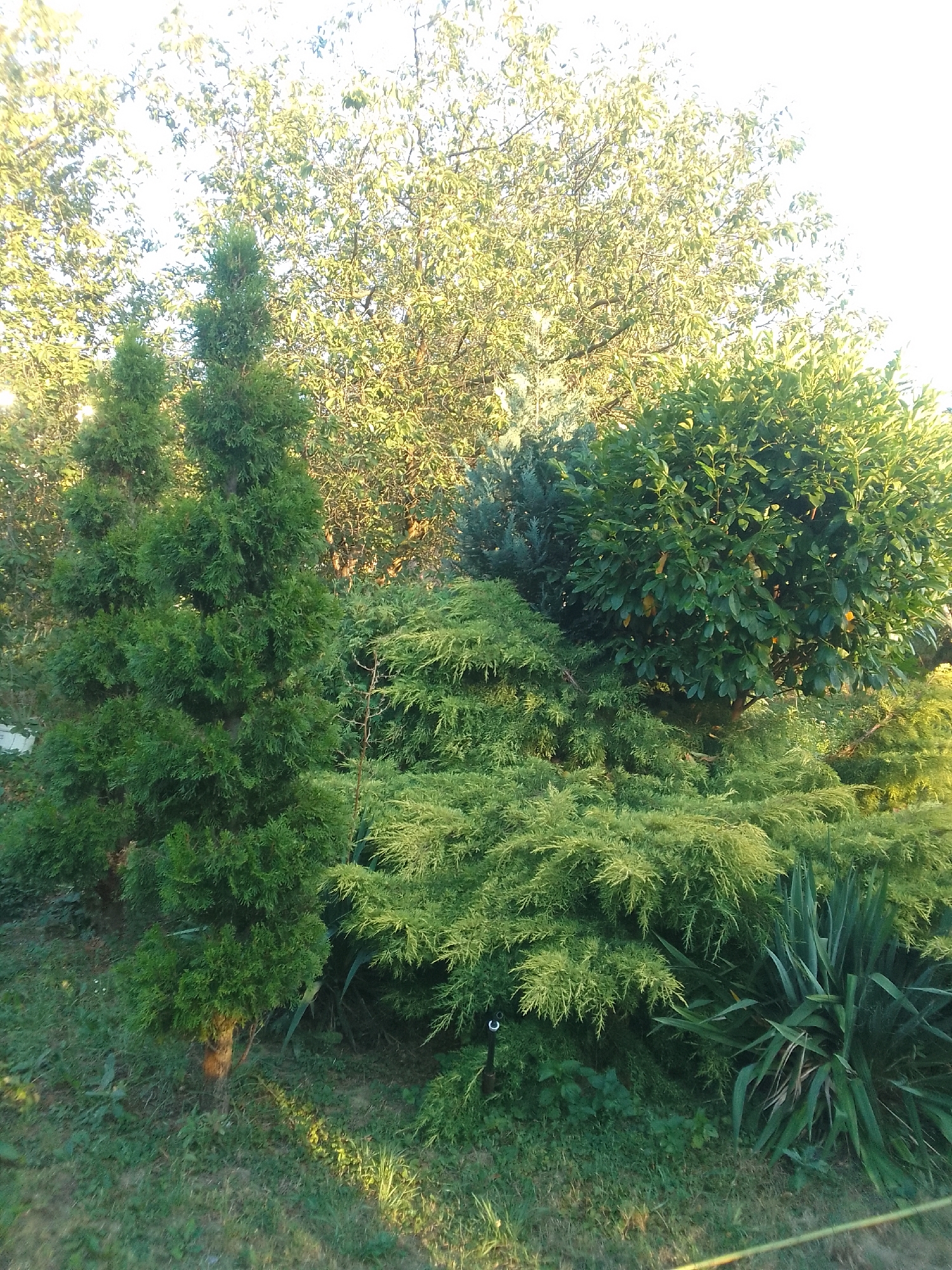 The image depicts a dense garden scene in Mynai, Ukraine, bathed in the warm glow of sunlight filtering through trees. In the foreground, a variety of evergreen shrubs and trees dominate the composition. A tall, conical evergreen, likely a thuja, stands prominently to the left, its branches lush and green. Adjacent to it, a sprawling, feathery evergreen shrub, possibly a juniper, occupies a significant portion of the mid-ground, its delicate foliage a lighter shade of green, tinged with yellow in the sunlight. Behind these, a large, rounded evergreen, possibly a laurel, with darker, glossy leaves, forms a dense mass. To the far right, a Yucca plant with sharp, sword-like leaves adds a spiky element to the otherwise rounded and feathery textures. The ground is covered in a mix of grass and smaller, low-lying plants, with patches of sunlight creating bright spots on the lawn. In the background, the dappled sunlight illuminates the leaves of larger trees, creating a luminous effect and suggesting an outdoor setting, likely a private garden or park. No people are visible in the image.