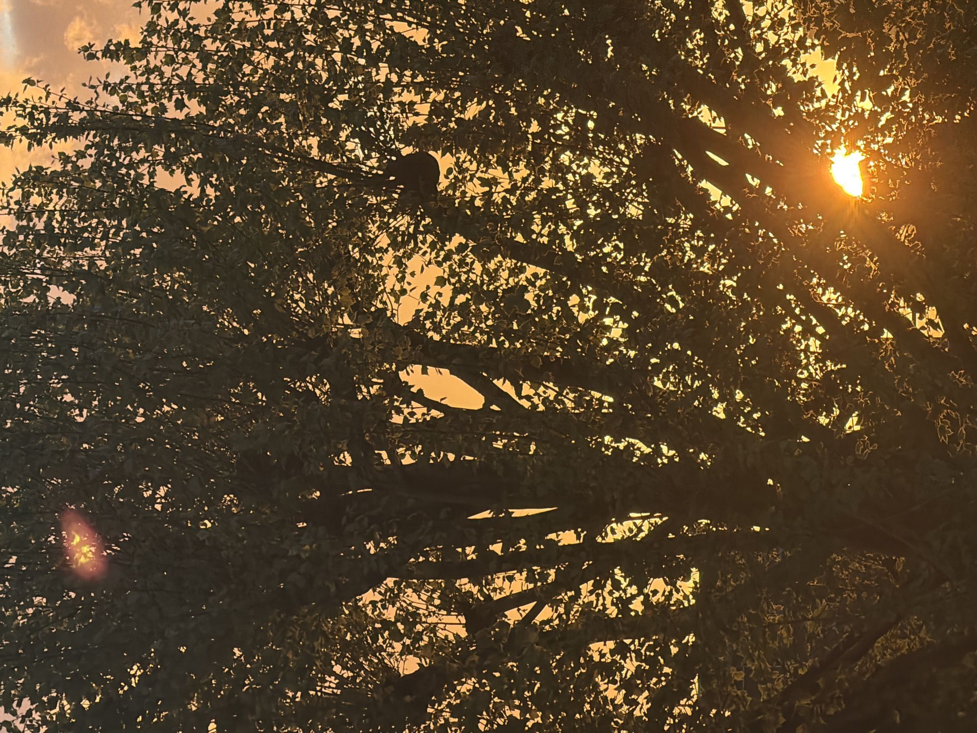 The image presents an upward view through the dense canopy of a large tree during what appears to be golden hour, either sunrise or sunset. The sky is awash in vibrant orange and yellow hues, with some faint cloud formations visible in the upper left. The sun is a prominent, brilliant light source, positioned towards the upper right of the frame, casting a strong sunburst and lens flare as its rays pierce through the tree's foliage.
The tree's branches and countless leaves are heavily silhouetted against the bright sky, appearing dark brown and green. The intricate network of leaves and branches forms a complex pattern, with numerous small gaps revealing patches of the glowing sky. A small, dark animal, likely a squirrel or a bird, is visible as a silhouette perched within the branches in the upper-left-center portion of the image. Another, fainter, reddish lens flare is present in the lower-left area. The scene conveys a sense of natural beauty and tranquility, emphasizing the interplay of light and shadow within the tree's structure. There is no visible text in the image.