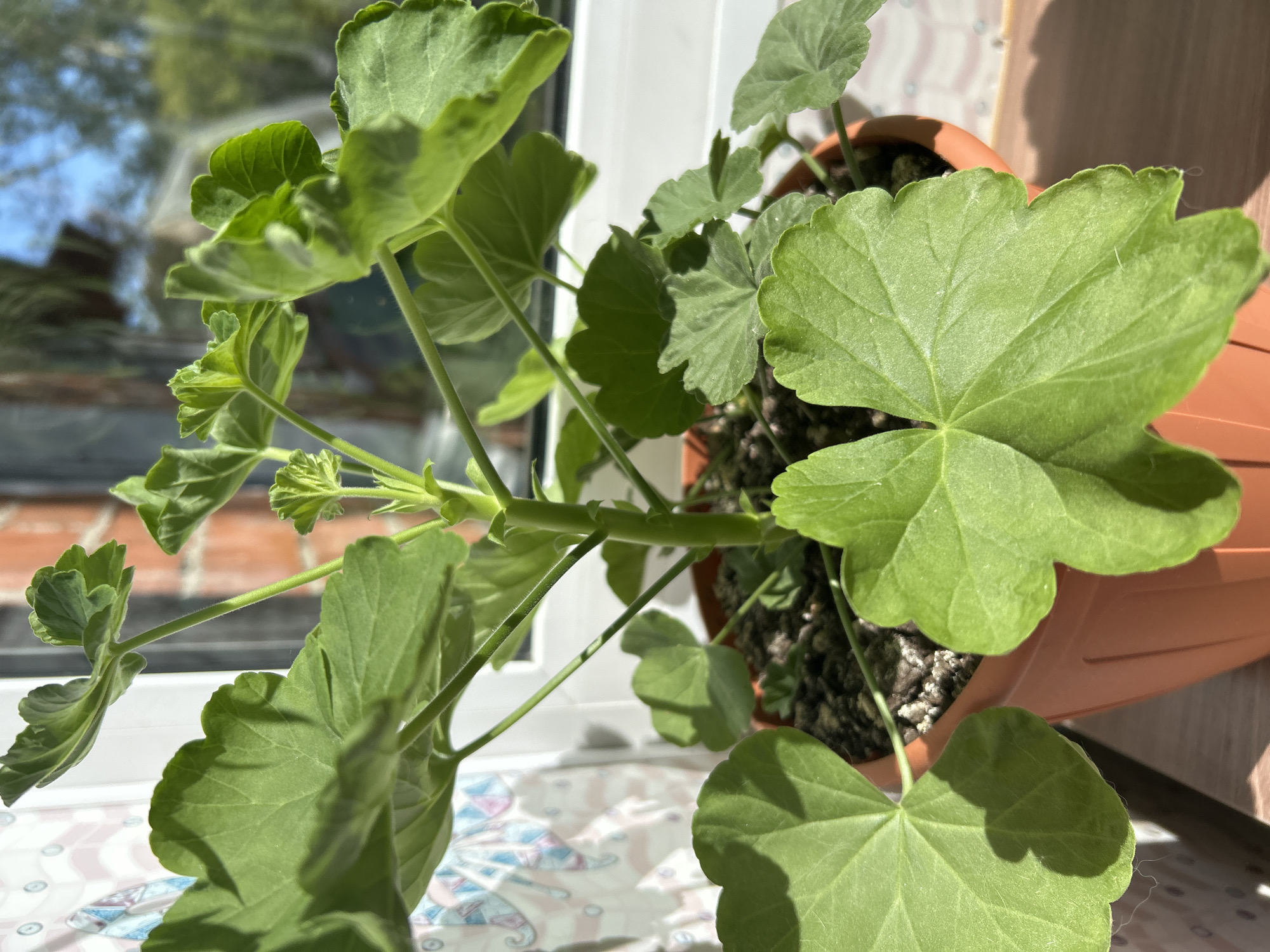 A potted geranium plant sits on a windowsill in Tugulym, Russia. The plant has large, green, lobed leaves and a visible stem. The pot is a standard brown plastic planter. Behind the plant, a window shows a blurry background of trees and sky. Sunlight streams through the window, casting shadows on the leaves and the pot. The windowsill appears to be made of wood. The background wall has a patterned curtain.