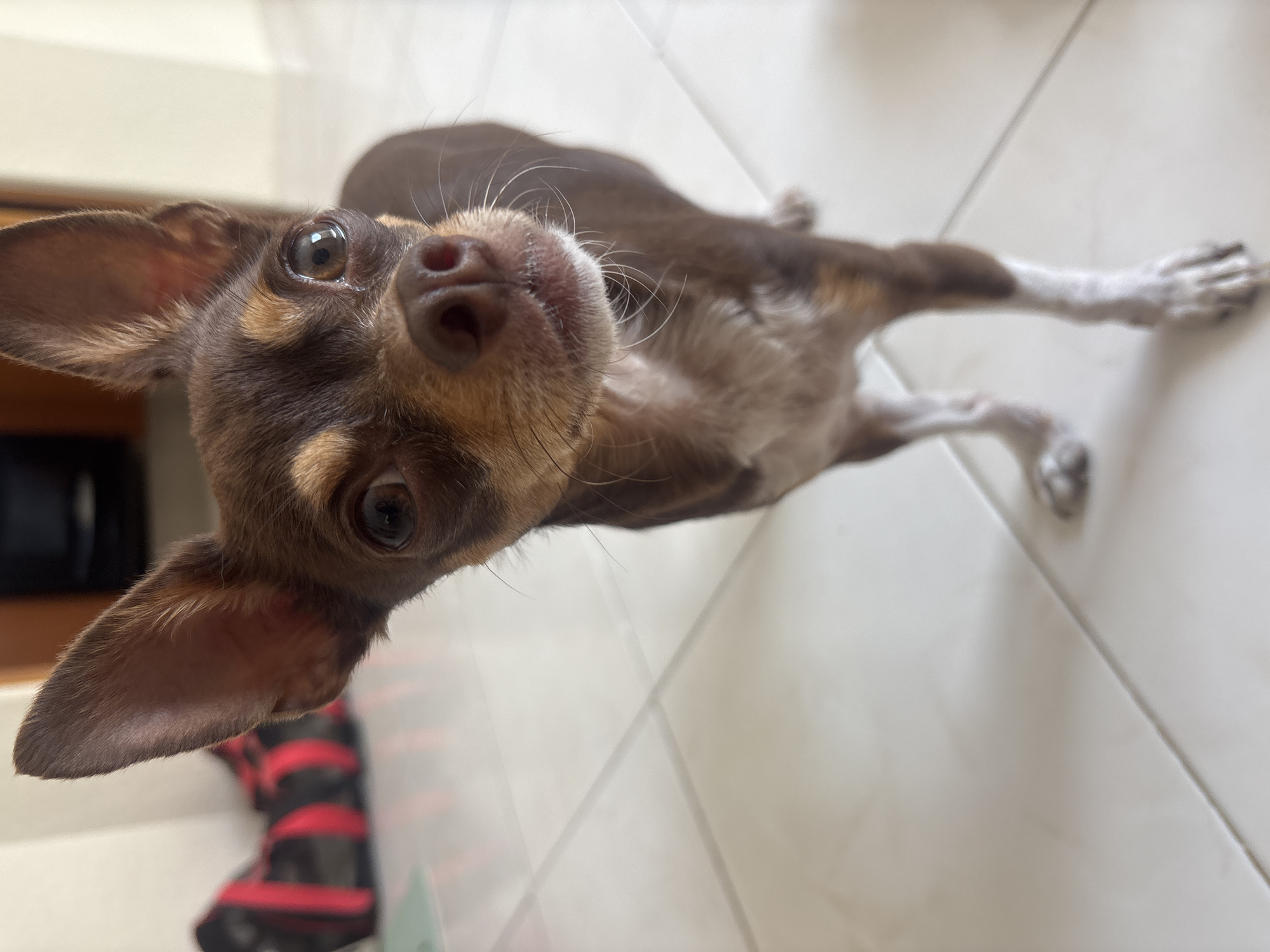 A brown and tan Chihuahua with white paws is looking up at the camera. The dog is indoors, standing on a white tiled floor. A red and black object is partially visible in the bottom left corner. The location is not discernible as Puebla, Mexico, based on the image.