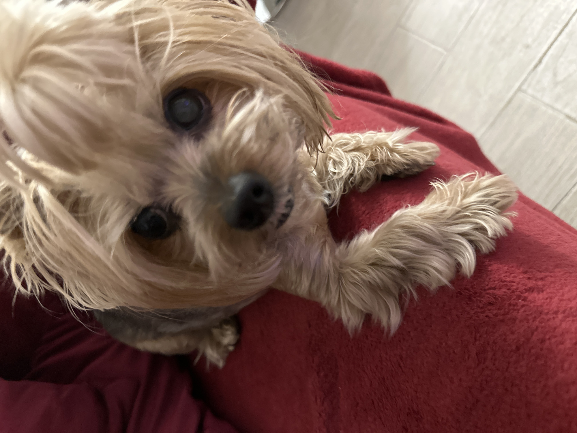 A small, shaggy-haired dog, possibly a Yorkshire Terrier or similar breed, is the central subject of this close-up image. The dog has light brown and blonde fur, which appears slightly disheveled around its head. It is seen lying comfortably on a soft, red, fuzzy blanket or throw, with its front paws resting extended on the fabric. The dog is looking directly up towards the camera with a gentle and curious expression. Its dark eyes are prominent, reflecting some light, and its black nose is clearly visible. In the upper right portion of the background, a light-colored wooden floor can be seen, indicating an indoor setting. The scene conveys a warm and intimate moment, suggesting the dog is relaxing indoors, possibly in Sofia, Bulgaria. There is no visible text in the image.