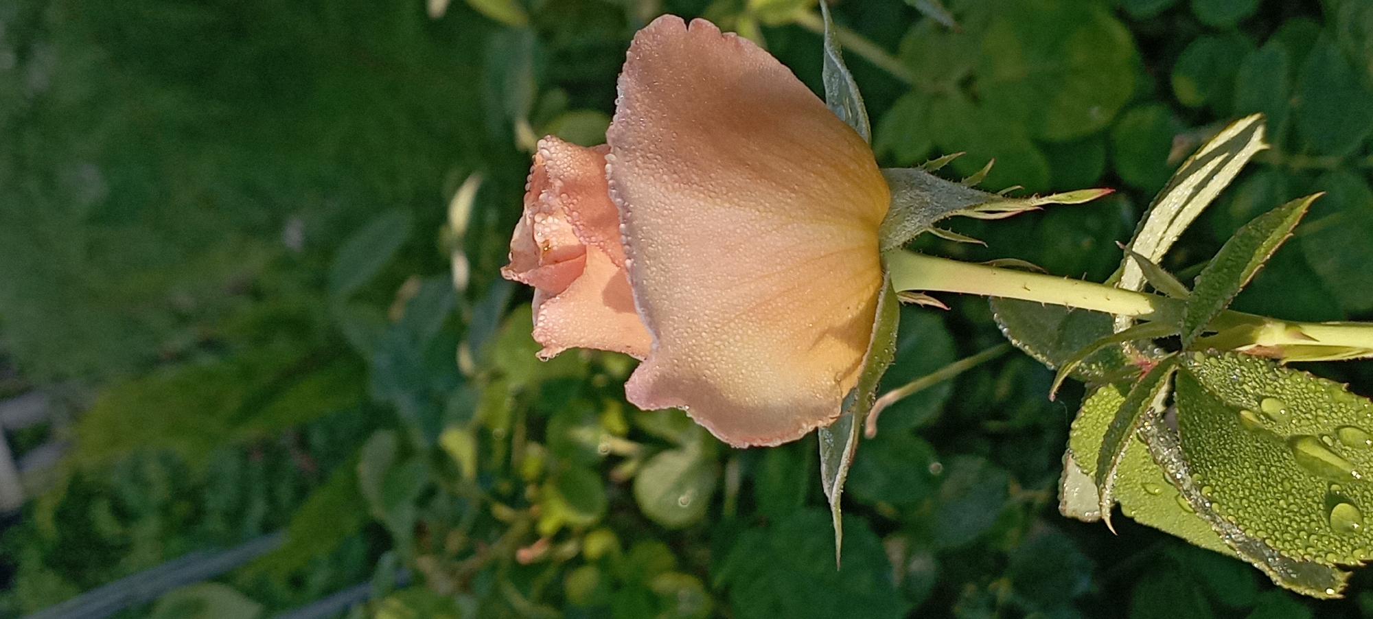 A close-up, vertical shot captures a pale peach rosebud adorned with dew drops, bathed in the soft glow of morning sunlight. The rose's petals are tightly furled, with delicate water droplets clinging to their velvety surface, some catching the light and appearing to sparkle. The rose stem, a pale green, is visible below, with sharp thorns and green leaves, also speckled with dew. The background is a blur of deep green foliage, suggesting a garden setting in Radisne, Ukraine. The lighting creates a sense of stillness and natural beauty.