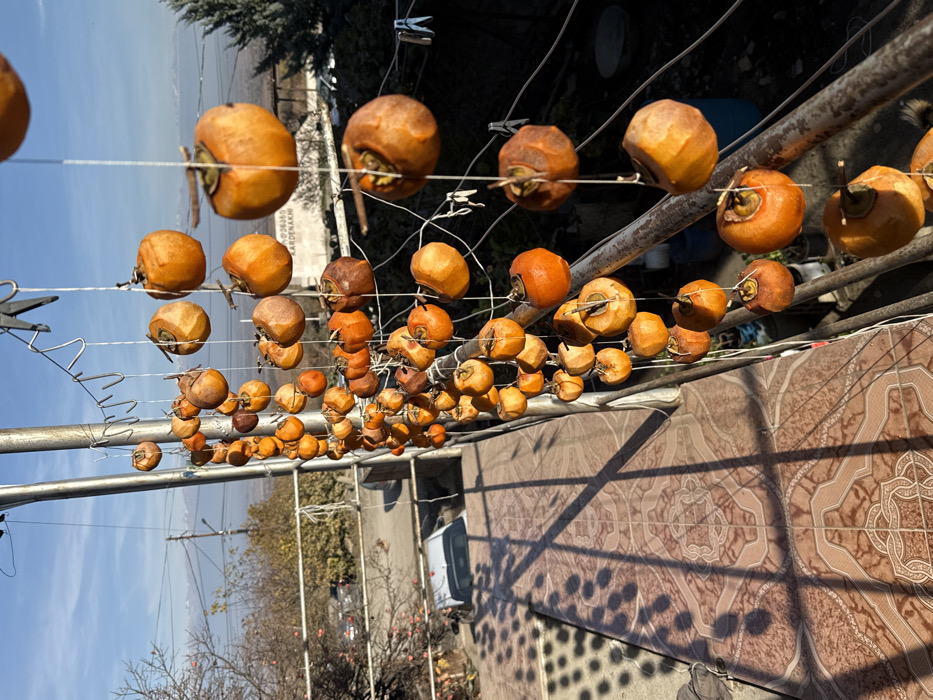 The image displays an outdoor scene in Bakurtsikhe, Georgia, under clear skies with bright sunlight. The primary subjects are approximately 70-80 persimmons, varying in color from bright orange to dull brown, suspended by white strings from metal hooks attached to two parallel horizontal metal poles. These poles form part of a railing structure, likely on a balcony or terrace. The persimmons are in various stages of drying, showing some shrinkage and discoloration.
In the immediate foreground, a tiled floor with a repeating geometric pattern in shades of brown and beige is visible. Distinct, elongated shadows are cast across the tiles, originating from the drying persimmons and the railing, indicating a low sun angle.
The midground features the metal railing system, consisting of vertical and horizontal metallic components, from which the persimmons are strung.
The background presents a rural or semi-urban landscape. To the left, a dirt road is visible with a white sedan parked on it. Deciduous trees with bare branches and utility poles with overhead power lines are also present. To the right, a white sign with Georgian text, partially legible as "KARDENAKHI," stands in the middle distance. Beyond this, a flat expanse leads to distant, hazy mountains beneath a clear blue sky. A dark green coniferous tree is situated on the far right edge of the frame. No individuals are depicted in the scene.