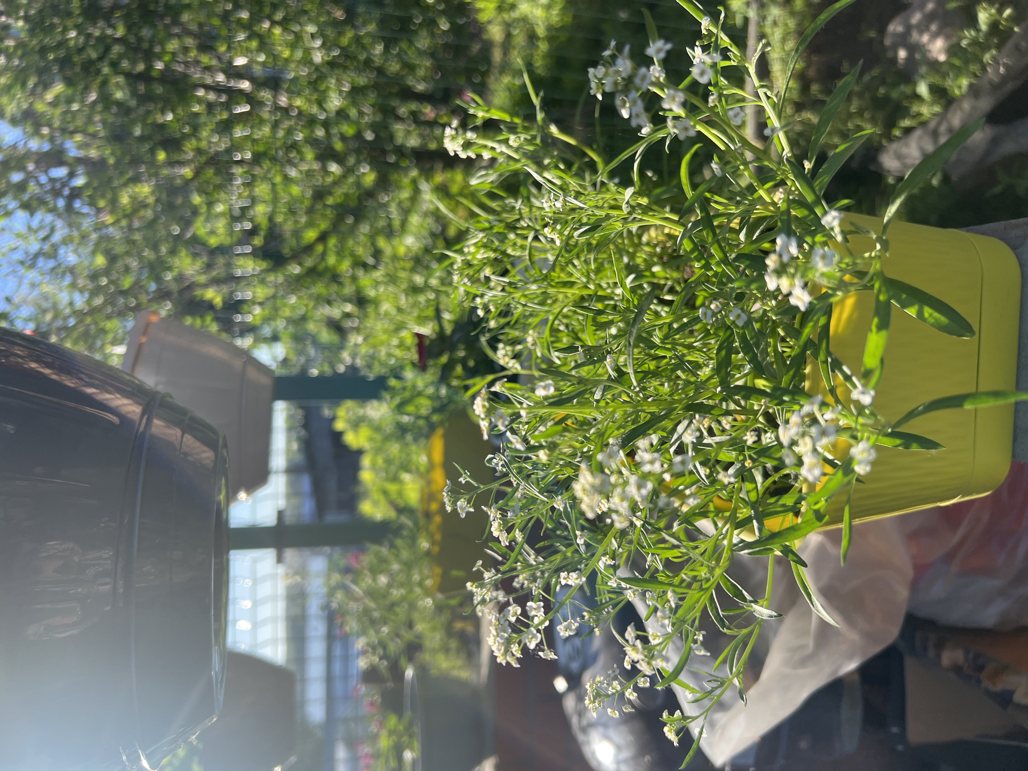 In the city of Mochische, Russia, a close-up shot focuses on a small, vibrant plant in a bright yellow pot, likely in a garden setting. The plant is laden with delicate white flowers and lush green foliage, catching the bright sunlight. In the background, other potted plants are visible, some with pink flowers, along with the soft green hues of trees and other vegetation, suggesting an outdoor, natural environment. The scene is illuminated by the warm glow of sunshine, creating a peaceful and picturesque atmosphere.
