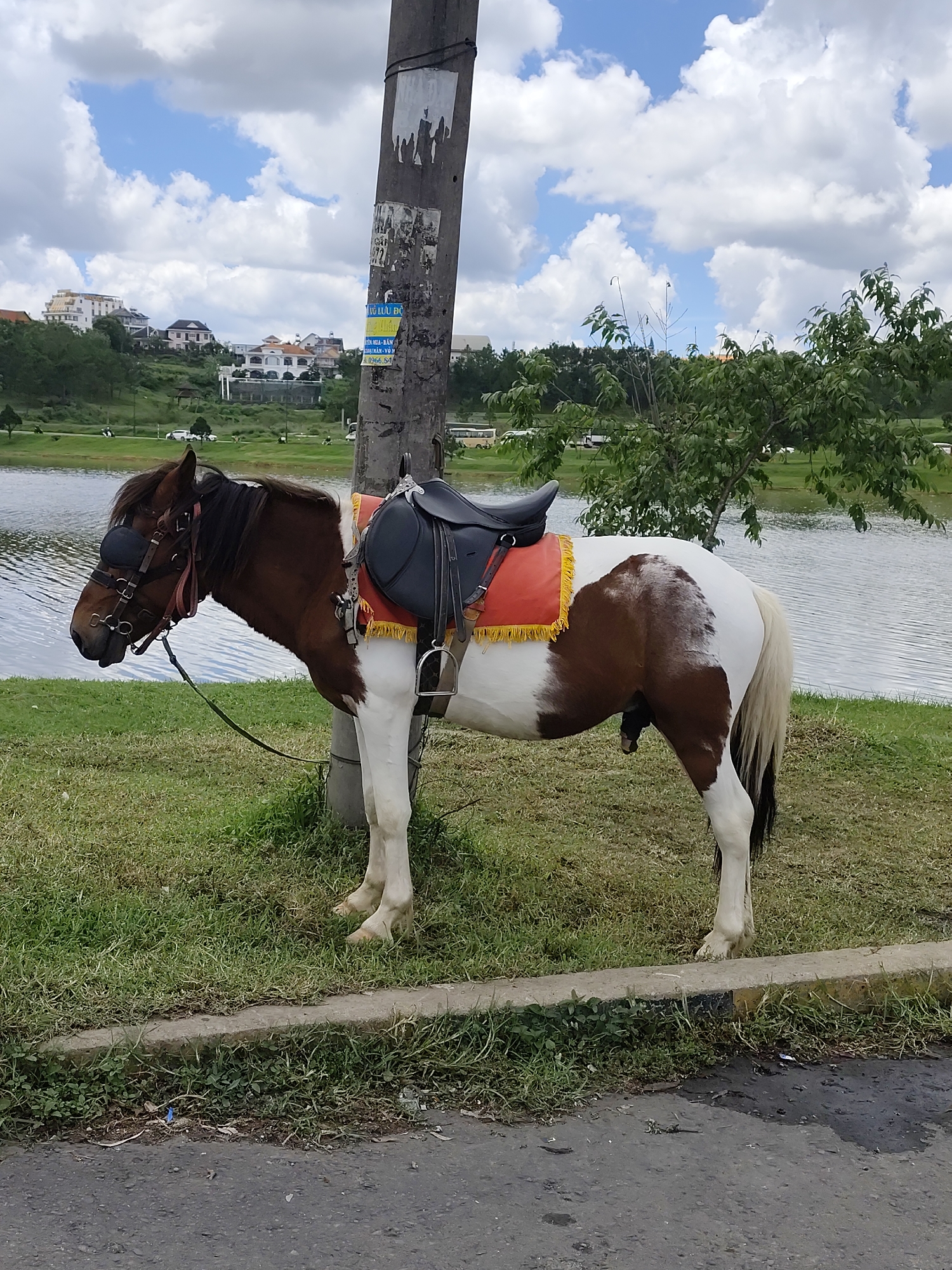 A brown and white horse, fitted with a saddle and blinders, stands tethered to a utility pole on a grassy area next to a lake. The horse is facing left, with its head slightly lowered. Behind the horse, the lake reflects the sky, which is filled with white, puffy clouds. Across the lake, on a hill, are several buildings, some appearing to be houses and others more substantial structures. Trees are scattered on the hill and along the lake's edge. The ground in the foreground is covered with green grass and a concrete curb separates it from a paved road. The utility pole has several pieces of paper affixed to it. The overall scene suggests an outdoor recreational area within the city of Phường Xuân Hương - Đà Lạt, Vietnam, possibly a tourist attraction.