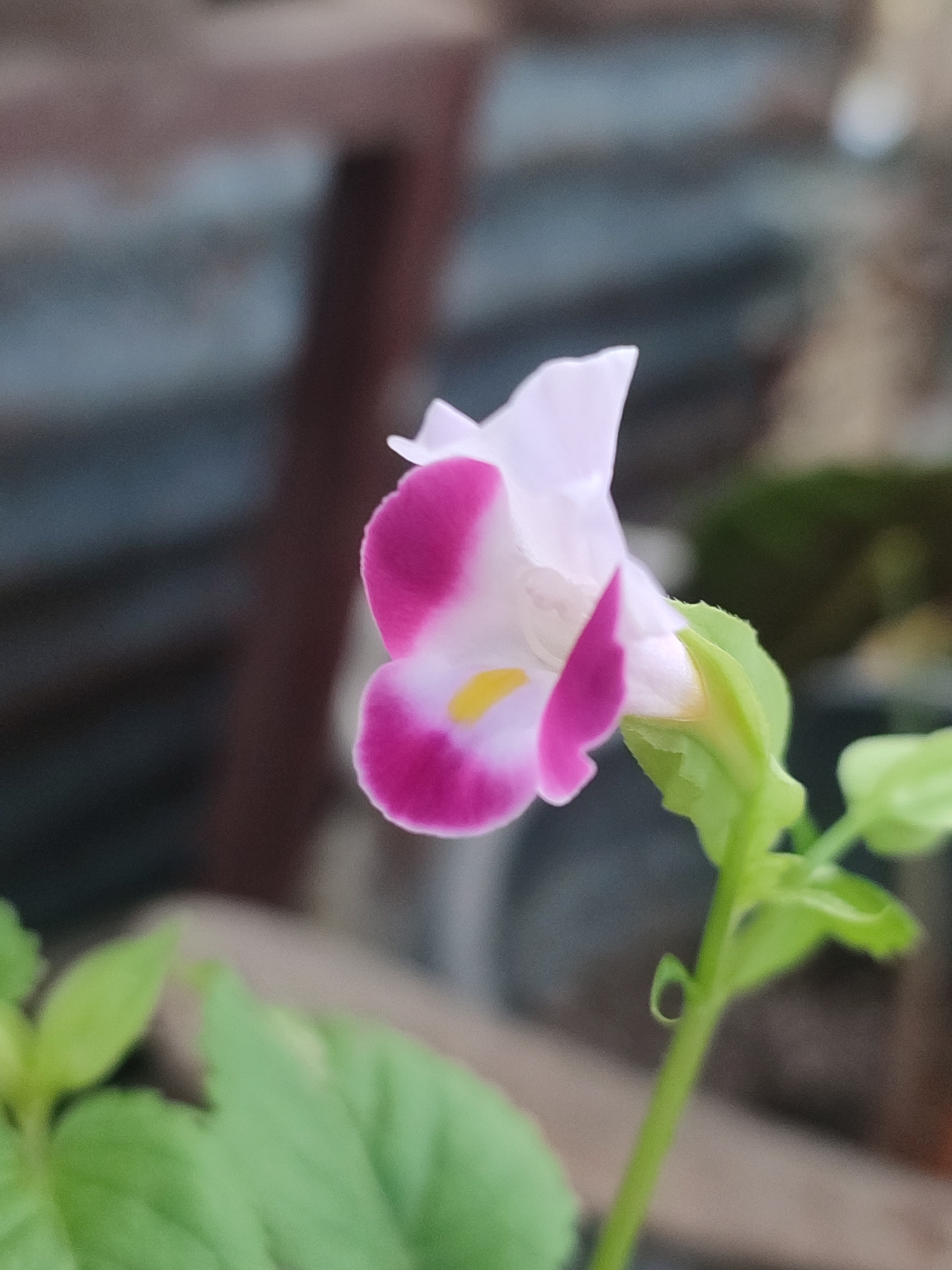 A close-up, shallow depth-of-field photograph depicts a single blooming wishbone flower, Torenia fournieri, with delicate white petals edged in vibrant magenta and a small yellow stamen. The flower is positioned on the right side of the frame, angled slightly to the left, showcasing its intricate shape. A stem with several green leaves extends from the flower, curving downwards and to the right. The background is softly blurred, revealing hints of corrugated metal roofing and wooden structures, suggesting an outdoor setting, possibly a garden or yard in Blang Cut, Indonesia.