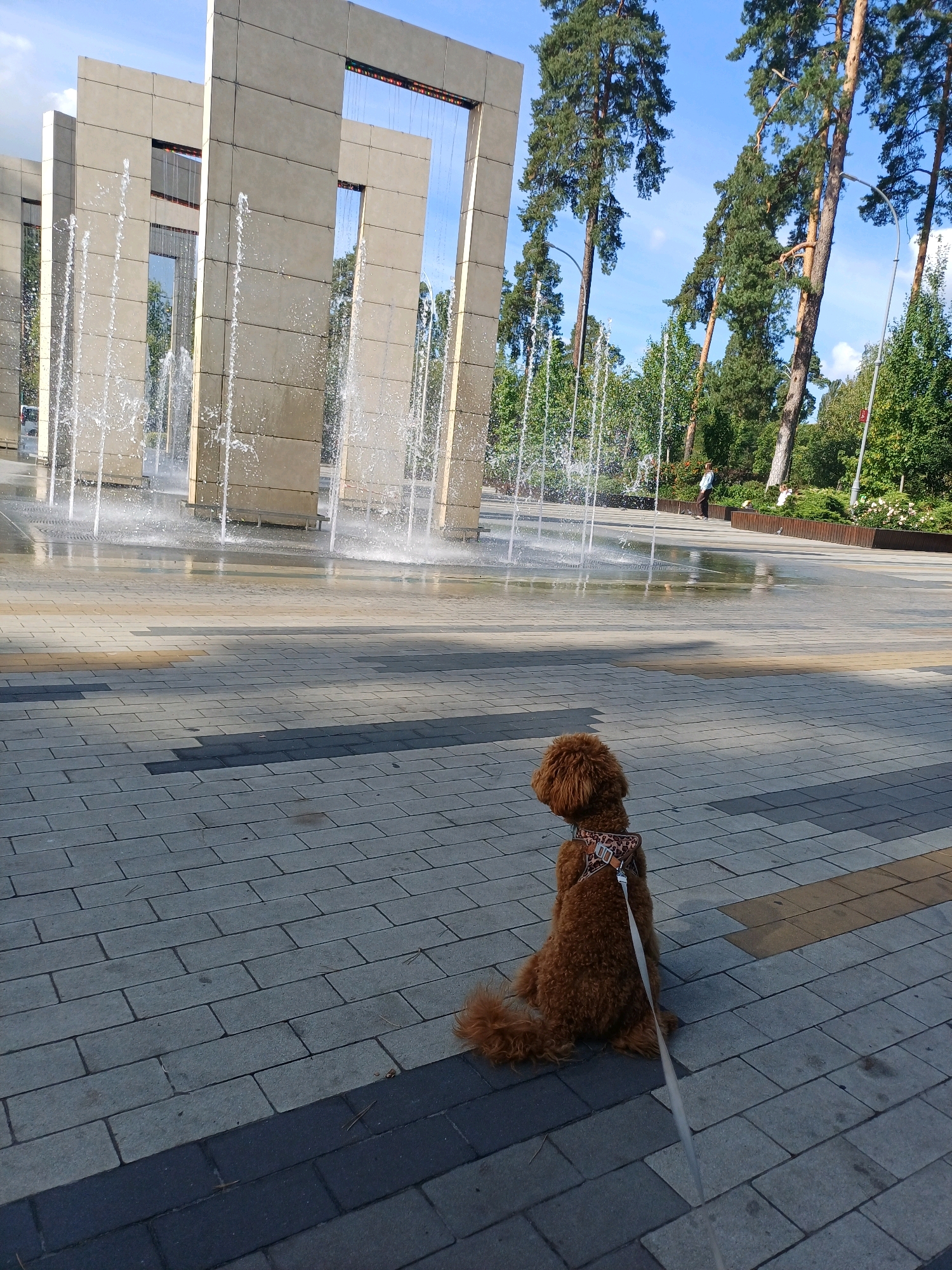 The image depicts a poodle on a leash sitting on a paved area near a water fountain in Kyiv, Ukraine. The fountain has several tall, rectangular structures with water spraying downwards. In the background, there are tall pine trees and a blue sky with some clouds. A person is visible in the distance near the trees. The poodle is facing away from the camera, looking towards the fountain. The ground is paved with rectangular bricks in various shades of grey and yellow.
