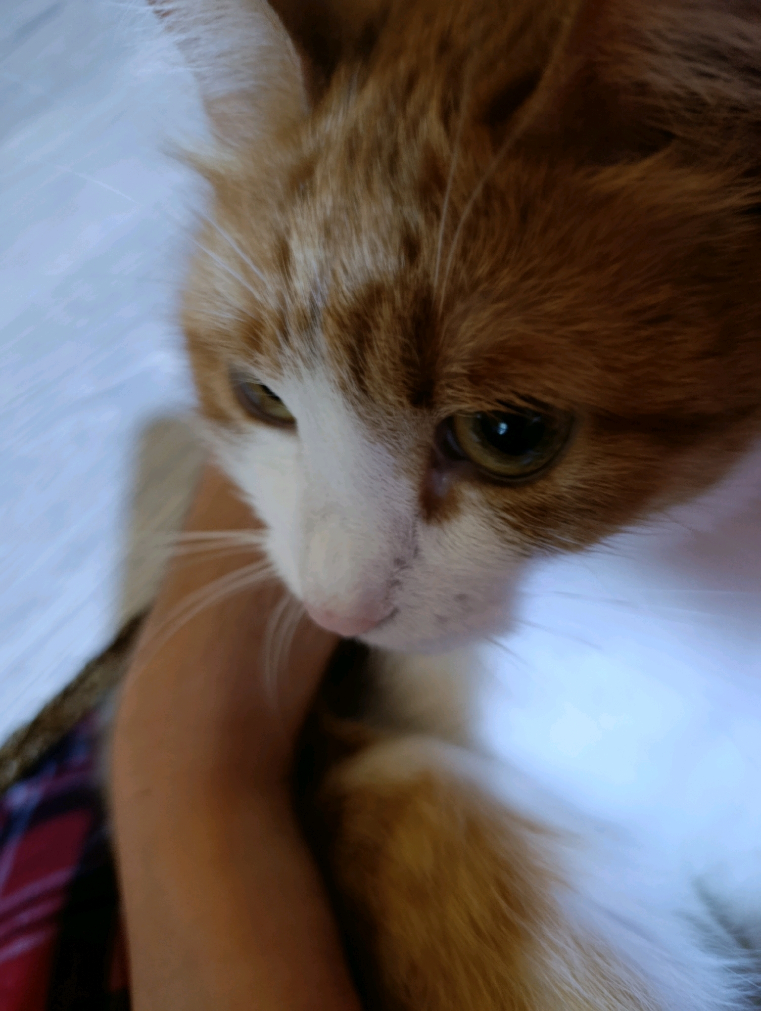 The image shows a close-up of an orange and white cat being held by a person's arm. The cat's face is in focus, with its eyes partially closed and its pink nose visible. The person's arm, with tan skin, is also in the frame, holding the cat gently. The background appears to be a light-colored surface, possibly a blanket or fabric. The image does not provide any information about the location in Cherkasy, Ukraine, or any other environmental details.