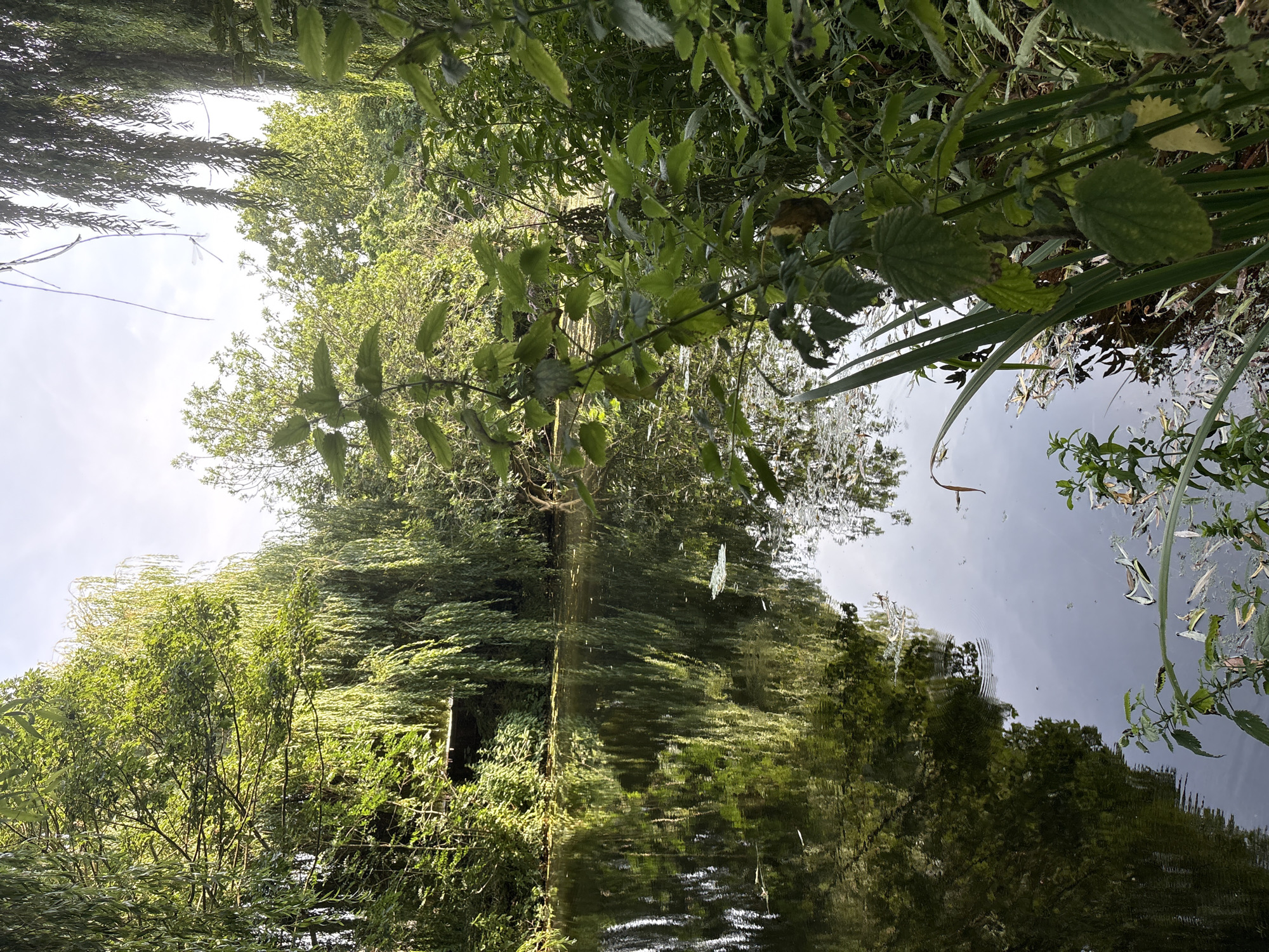 A serene view of a body of water, likely a river or canal, with dense green foliage and weeping willow trees lining its banks. The water's surface reflects the lush vegetation and the sky, creating a tranquil and immersive natural scene. The foreground is dominated by tall, leafy plants, some with slightly wilted leaves, suggesting a humid environment. Reeds and other aquatic plants are visible near the water's edge. The overall impression is one of natural beauty and peaceful seclusion, evoking a sense of being in a well-maintained park or a quiet natural reserve. The image composition suggests the viewpoint is from the bank of the water, looking across towards the opposite side, with the light suggesting it is daytime. This scene is typical of the many waterways and green spaces found within the city of Chelmsford, United Kingdom, such as those along the River Chelmer or in areas like Hylands Park. There are no people or animals visible in the frame.