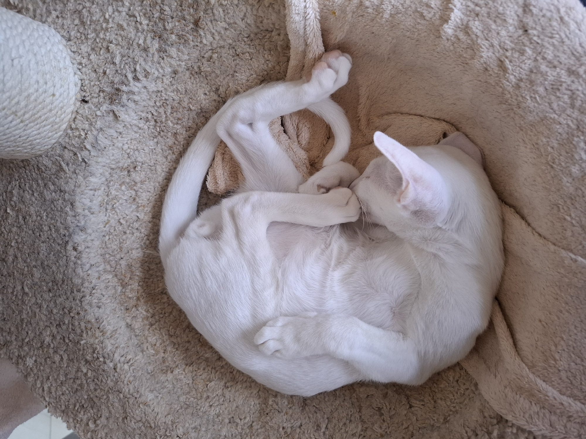 This is a close-up, overhead shot of a white cat sleeping curled up on a textured, light-colored rug. The cat is predominantly white with some faint pinkish undertones visible on its ears and nose. It is nestled into a soft, cream-colored blanket or cushion. One of the cat's paws is resting on its face, covering its eyes, and its tail is curled around its body.
To the left of the cat, a portion of a white, woven object, likely a scratching post, is visible. The rug itself appears to be a shaggy, carpet-like material. The lighting suggests it's daytime. The overall impression is one of a peaceful and cozy scene. There is no visible text in the image.