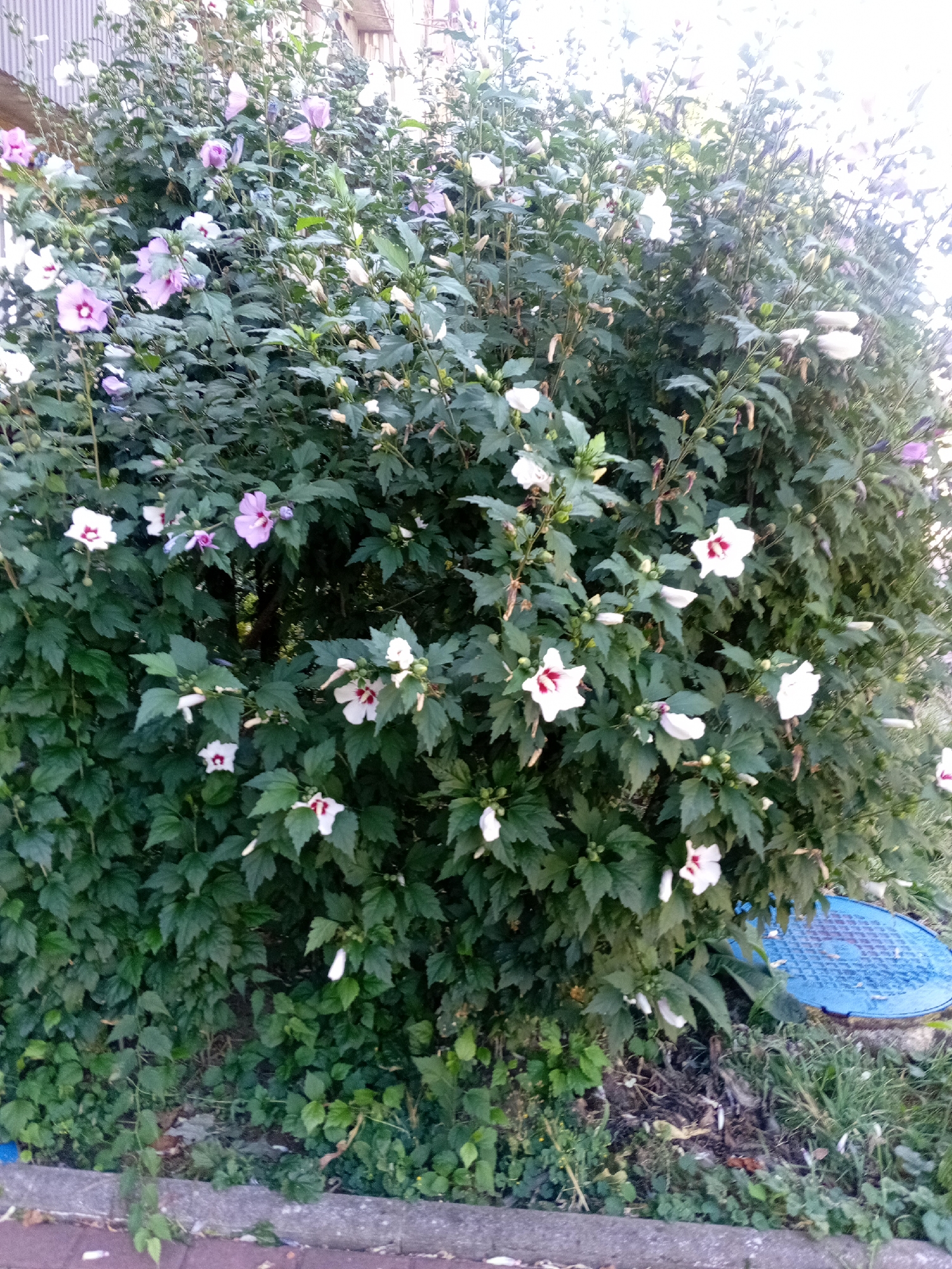 A large shrub, likely a hibiscus, is in full bloom with numerous flowers. The flowers are primarily white with deep red centers, and some are a pale pink. The shrub has dense green foliage. In the lower right portion of the image, a blue circular object, possibly a manhole cover or grate, is partially visible. The ground around the shrub is covered with grass and debris. The scene appears to be outdoors, in an urban or suburban setting, given the presence of the manhole cover and what looks like a concrete border in the foreground. No people are present in the image. The lighting suggests it is daytime, possibly late afternoon due to the softer light.