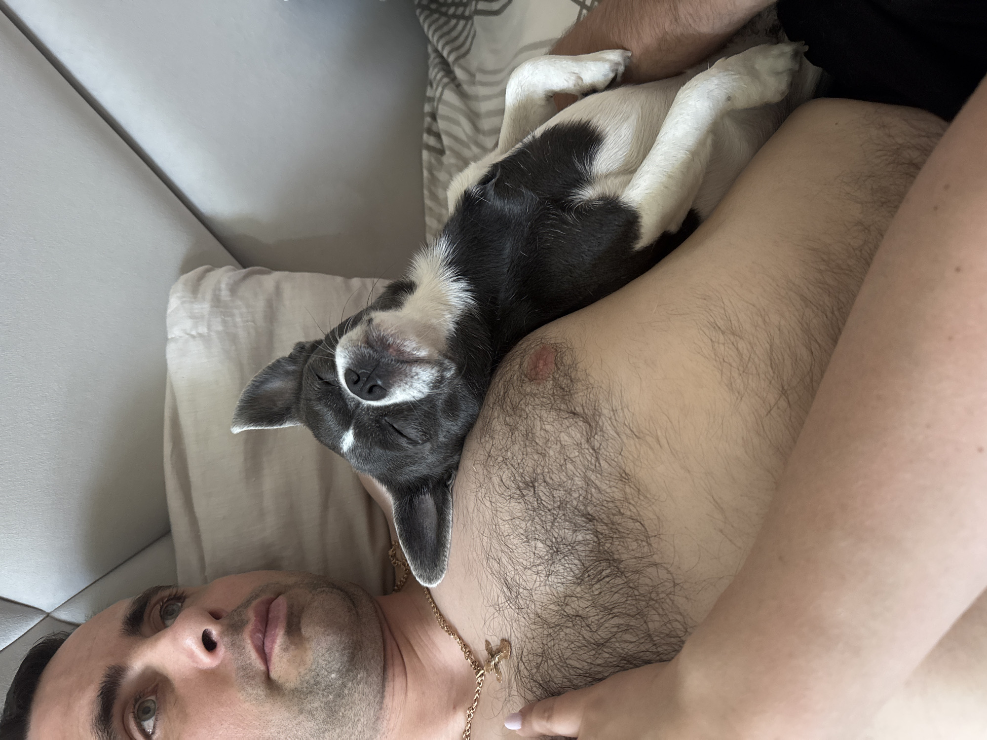 A man and a small dog are lying in bed. The man is on his back, looking to his left. The dog, a French Bulldog mix, is lying on the man's chest, facing the camera with its eyes closed. The man has dark hair and is wearing a gold necklace. The dog is gray and white with a white chest and paws. The background consists of a white headboard and striped bedding. The scene appears to be indoors, likely a bedroom, given the presence of a bed and bedding. The lighting suggests it is daytime. The location of the image is described as "Новинки, Russia."