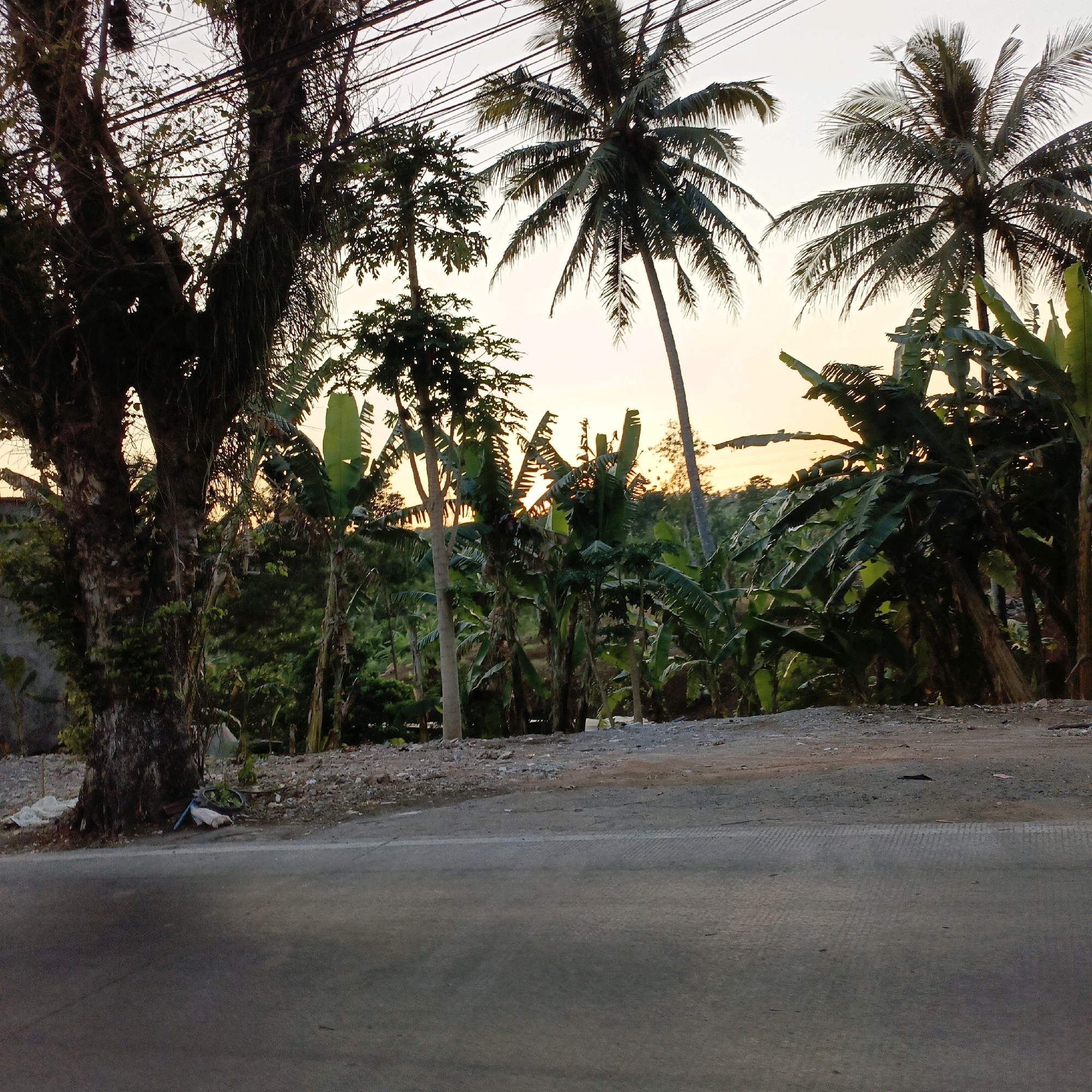 A tropical landscape with palm trees and banana plants lines a dirt road. The sky is a pale orange, suggesting it is either sunrise or sunset. Power lines are visible overhead. The ground is covered in gravel and some debris. In the foreground, a section of asphalt road is visible. The image appears to be taken in Salatiga, Indonesia, given the presence of tropical vegetation. There are no people or animals visible in the frame.