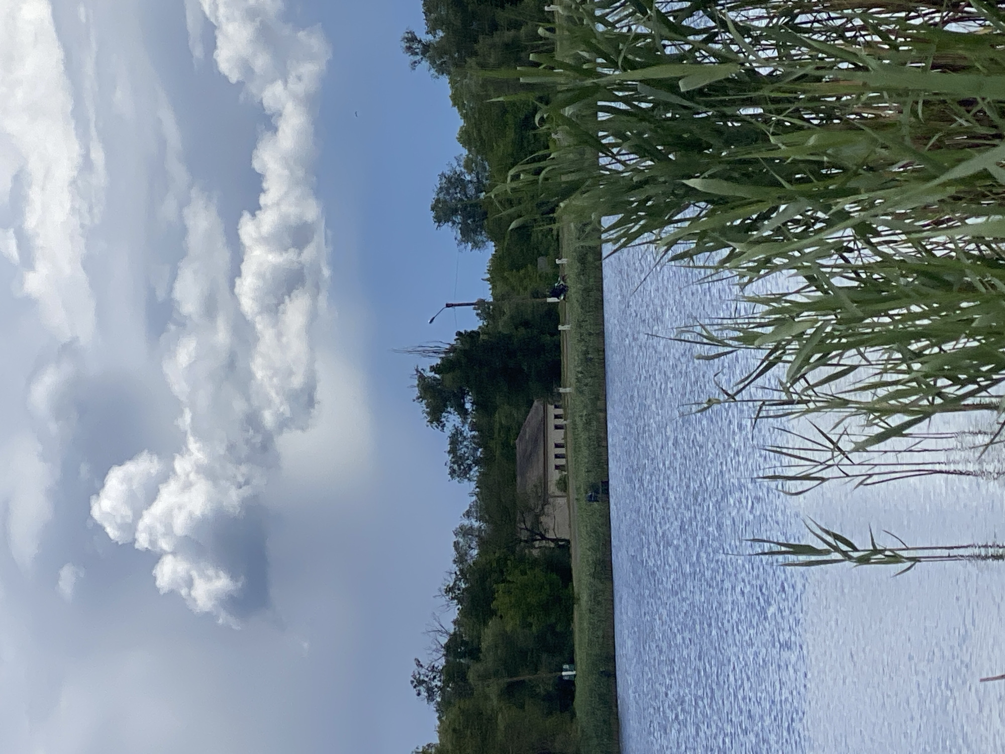 The image captures a view of the Ustyvytsia River in Ustyvytsia, Ukraine. The sky is partially cloudy with large, billowing white clouds against a blue backdrop. The river fills the foreground and reflects the sky's light, creating a textured surface. Tall green reeds and vegetation grow along the riverbank on the right side, partially obscuring the view. On the opposite bank, trees and a building can be seen. A utility pole and some people are also visible.