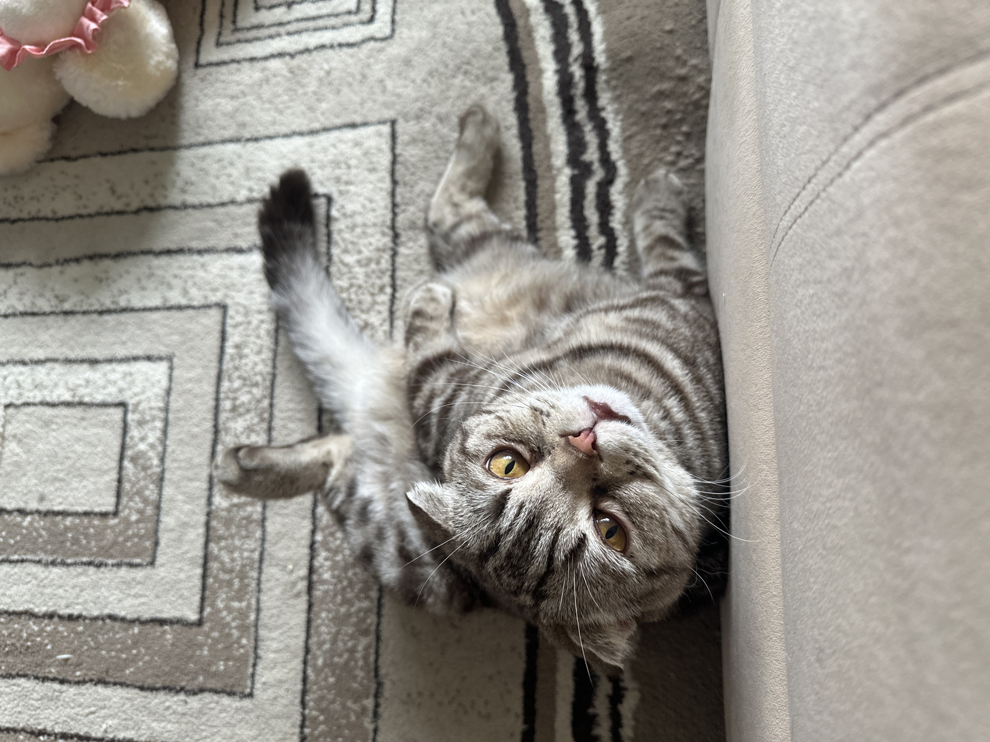 A gray tabby cat lies on its back on a carpet with geometric and striped patterns. The cat is positioned near the edge of a beige sofa. A plush toy is partially visible in the upper left corner of the frame. The location of the image is Unknown, Unknown.