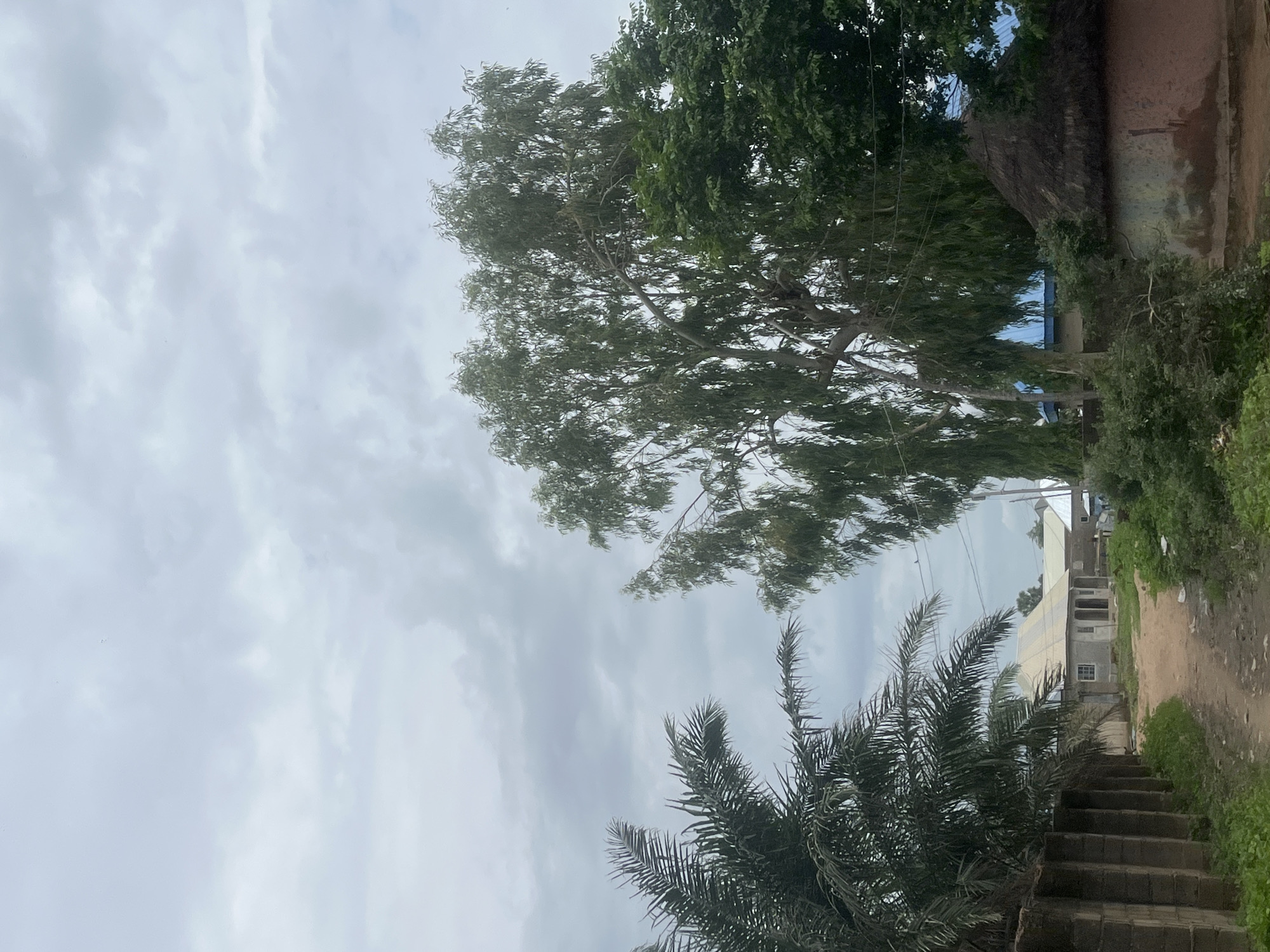 The image shows a dusty, unpaved road leading past a concrete block fence and palm trees on the left, towards several buildings. In the middle ground, a small, light-colored building with a light-colored metal roof is under construction or renovation, with visible windows and a doorway. Further back, other buildings with blue roofs are partially obscured by trees. On the right side of the road, a traditional structure with a thatched roof and mud walls is visible, next to more trees and greenery. A tall, leafy tree with thin branches dominates the right side of the image, with a denser green tree behind it. The sky is overcast with gray clouds. The scene appears to be a rural or semi-urban area in Jalingo, Nigeria.