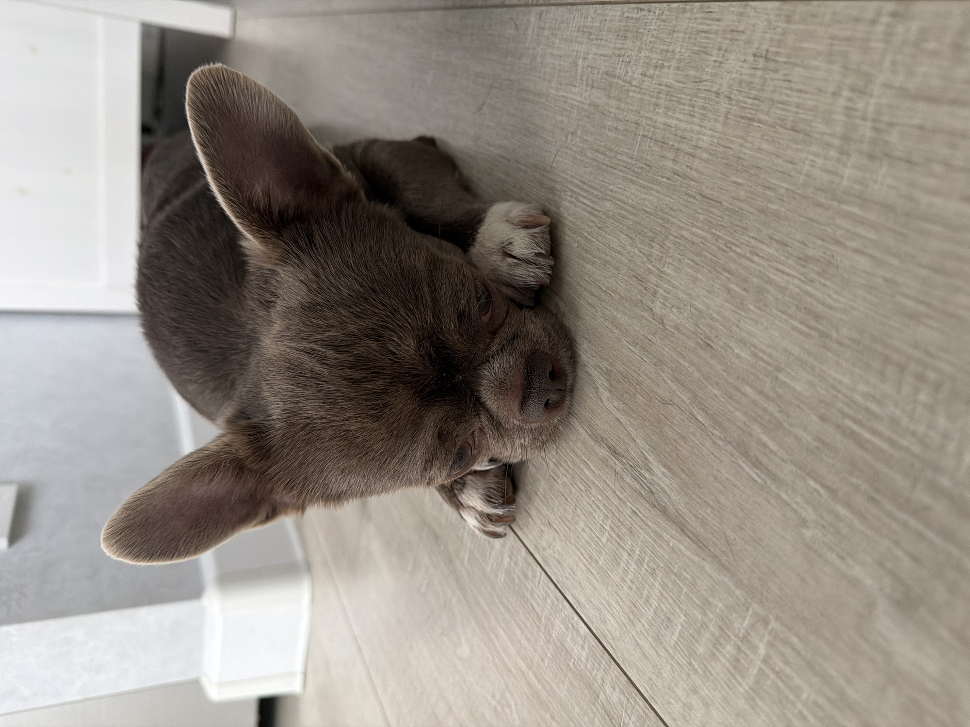 A grey-brown Chihuahua dog is lying on a light grey wood-grain floor with the head tilted down to the right. Its paws with white tips are crossed under its chin. The dog appears to be indoors, close to a white cabinet. The location is unknown and the city of Votkinsk, Russia, is not verifiable from the given image.