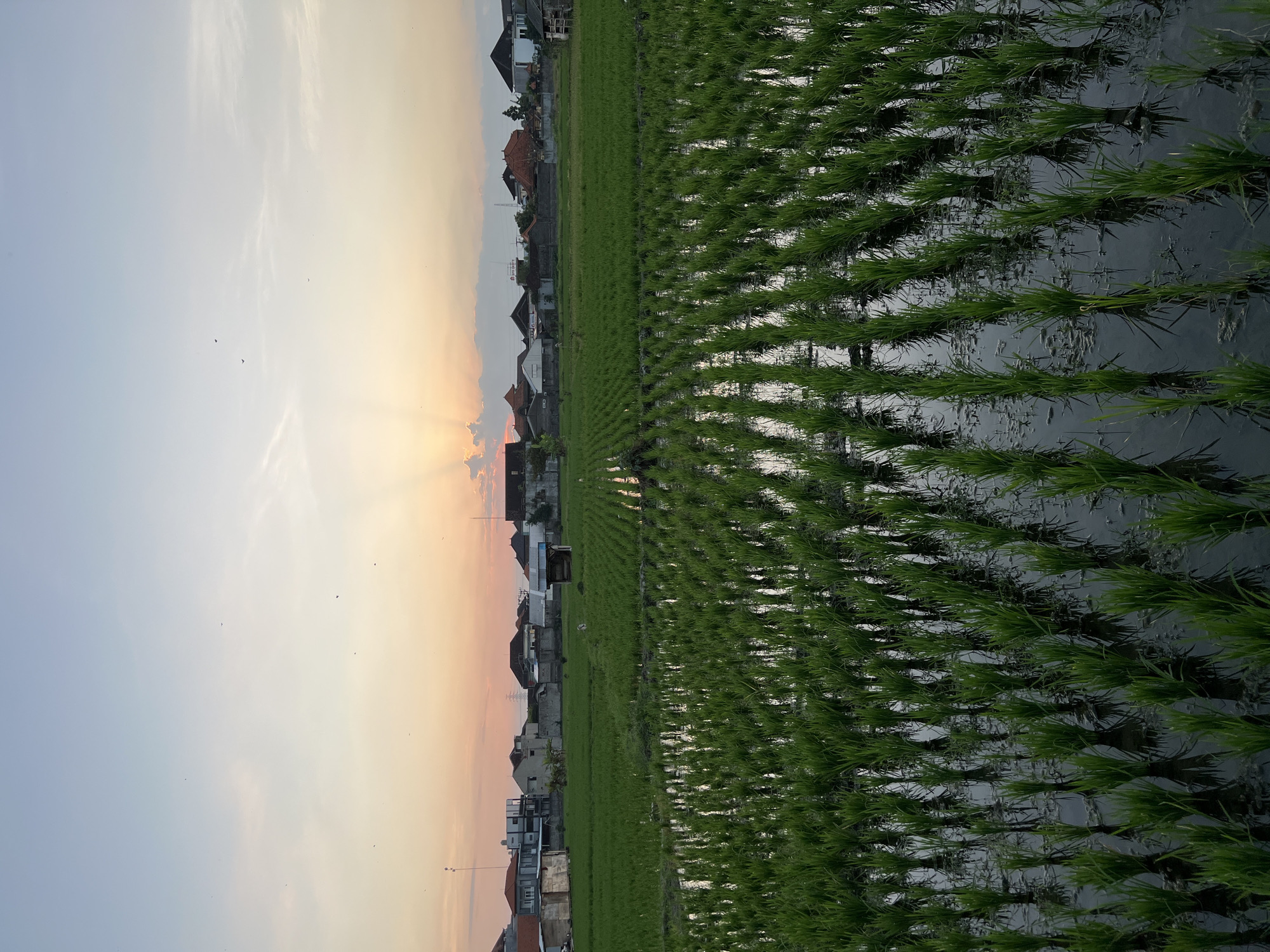 This image depicts a rice paddy field in the city of Mengwi, Indonesia, during sunset. The foreground is dominated by neatly planted rows of young rice plants emerging from the flooded field, with their reflections visible in the shallow water. In the mid-ground, a line of houses and small structures, likely residences and sheds, borders the fields. The background features a soft, hazy sky transitioning from a pale blue at the top to warm hues of orange and pink near the horizon, indicating the setting sun. Several small birds are visible in the sky. The overall scene captures a tranquil rural landscape at dusk.