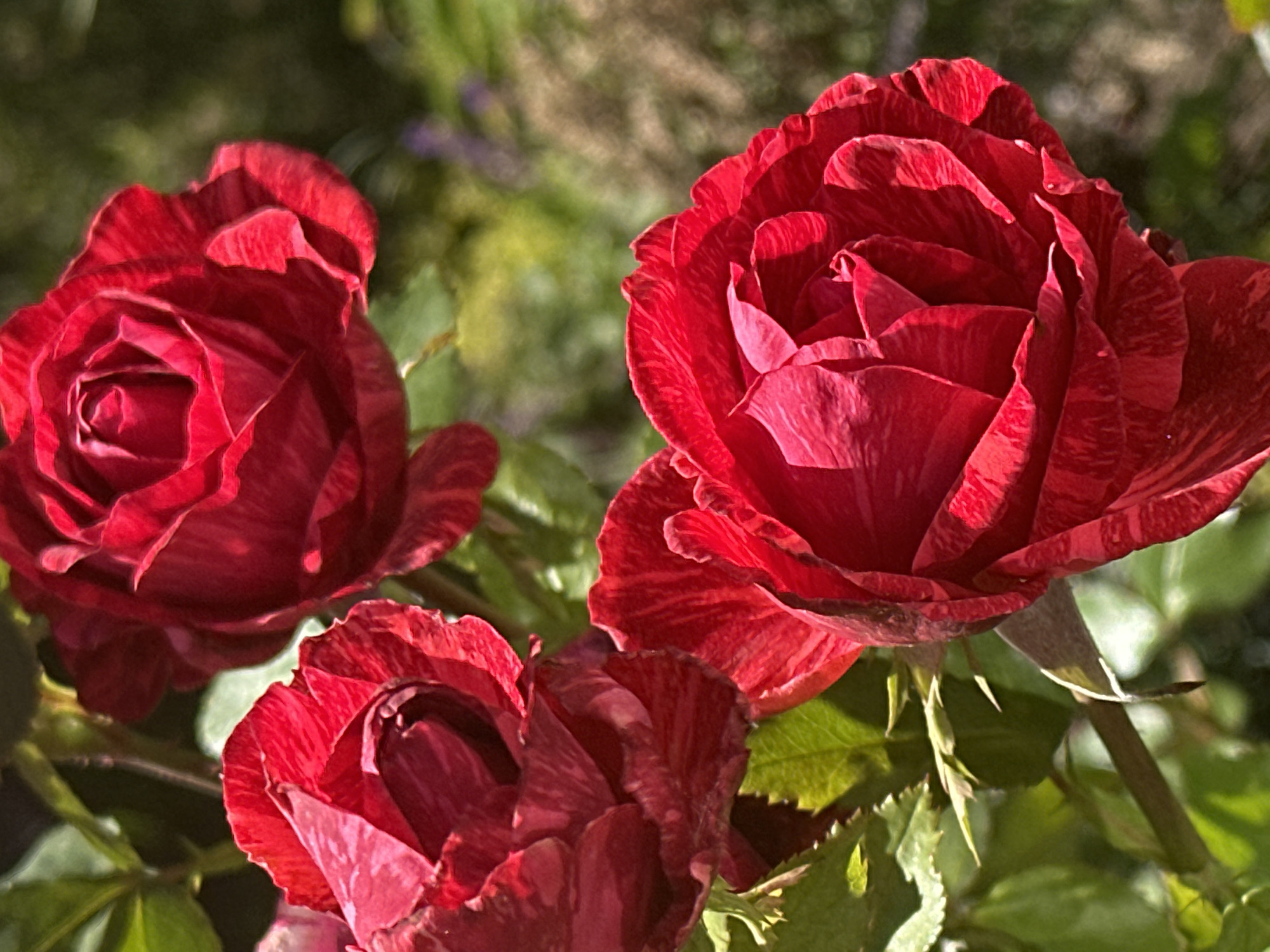 This is a close-up, eye-level, outdoor photograph of three red roses in bloom. The roses are in various stages of opening, with tightly furled centers and broader, more open petals. The color is a deep, rich red with some lighter red or pinkish stripes visible on the petals of two of the roses. The texture of the petals appears velvety and delicate. The background is a soft, blurred green, suggesting foliage, with hints of other colors that could be other flowers or distant elements of a garden. The lighting is bright, casting shadows within the petals and highlighting their contours. There are no people or animals visible in the image. This image does not contain any discernible landmarks or features that would specifically place it in Podolsk, Russia.