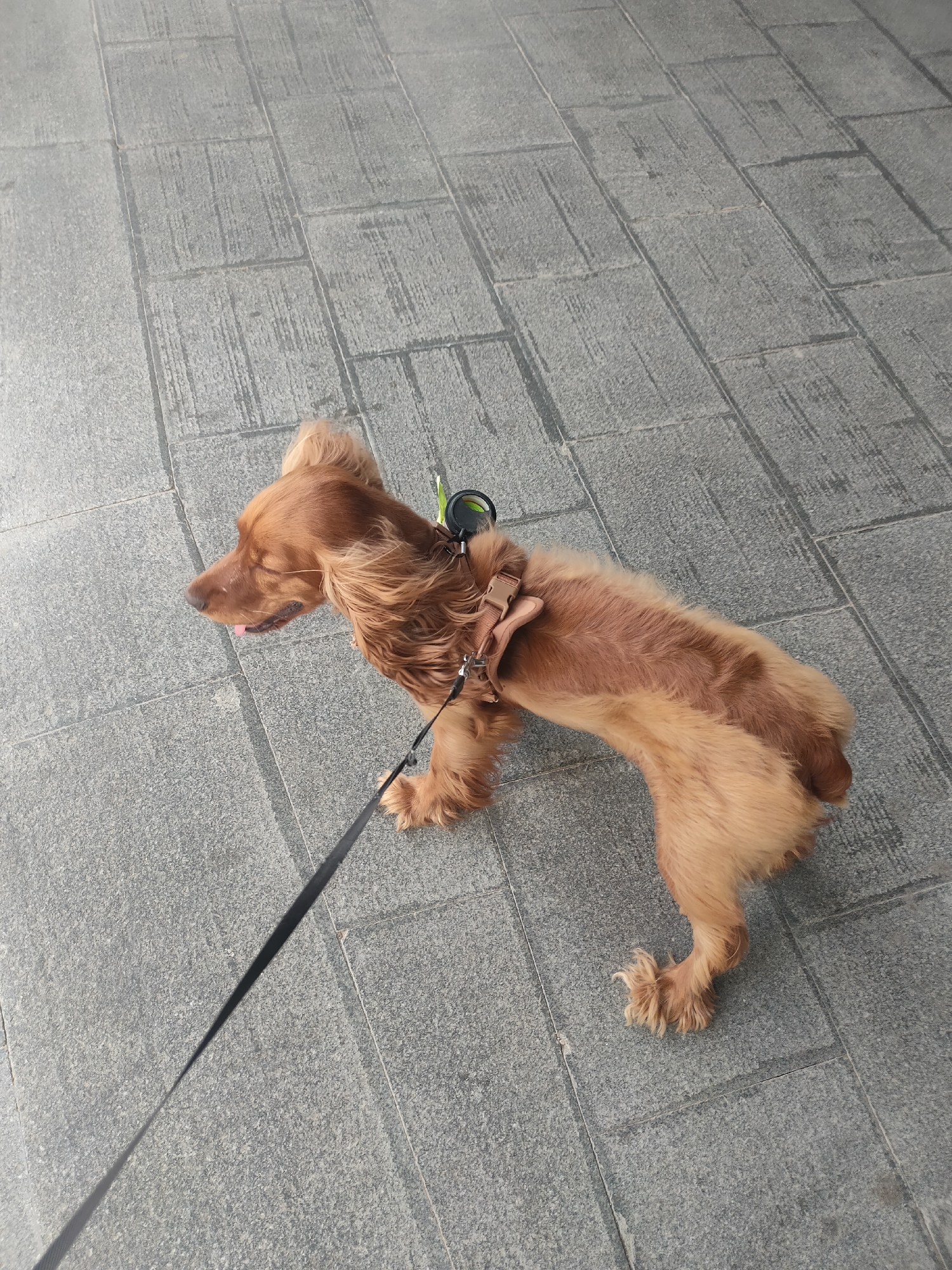 A medium-sized, light brown dog with floppy ears and a pink tongue is walking on a grey tiled sidewalk. The dog is wearing a brown harness and is attached to a black leash. The dog's fur appears windswept, and its eyes are partially closed. The sidewalk is made of rectangular tiles arranged in a grid pattern. The lighting suggests it is daytime, possibly outdoors in a city setting. This scene could be any urban area with tiled sidewalks, and there is no specific visual information to pinpoint the location to Oktyabrsky, Russia.