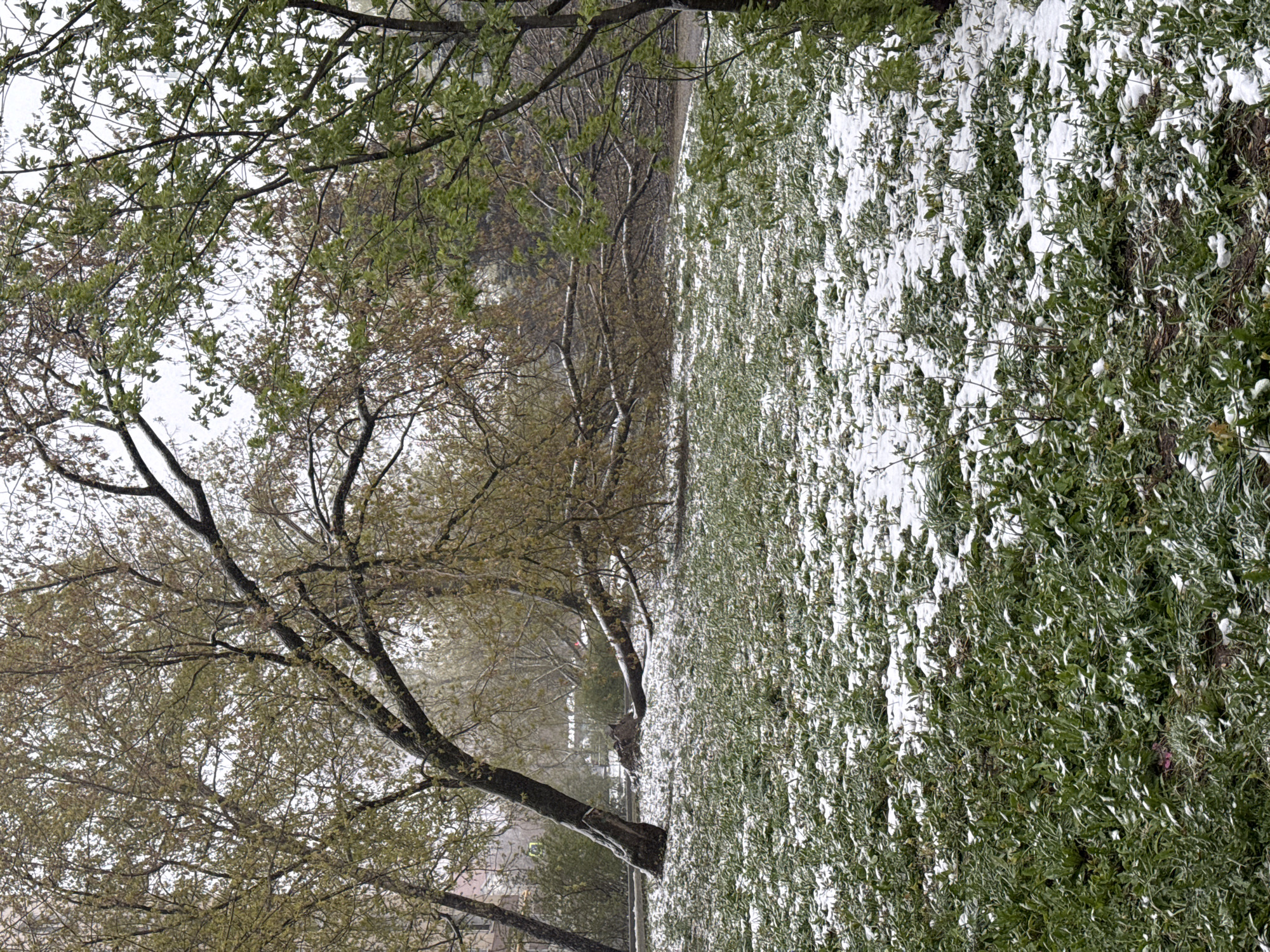 The landscape image depicts an outdoor scene, likely a park or wooded area, experiencing an unseasonal snowfall during daytime under an overcast sky.
In the upper left quadrant, the canopies of several deciduous trees are visible, characterized by branches adorned with newly emerged, light green leaves. Some upper branches appear more bare or have a brownish tint, indicative of early spring foliage.
Below these trees, running horizontally across the mid-left of the frame, is a dark, possibly wet, paved path or road. Further right and extending towards the bottom of the frame, a large expanse of green ground cover or low-lying shrubs is heavily blanketed with fresh white snow. The snow clings distinctly to the individual leaves and smaller branches, creating a pronounced contrast with the vibrant green foliage beneath.
In the mid-ground, behind the path, more tree trunks and branches can be seen, some with nascent leaves and others still bare, receding into the soft light. The overall scene captures the striking effect of a snowfall occurring while vegetation is in bloom.
No people or visible text are present in the image. The context provided indicates this scene is located in Moscow, Russia, suggesting a notable late-spring or early-summer weather event in that region.