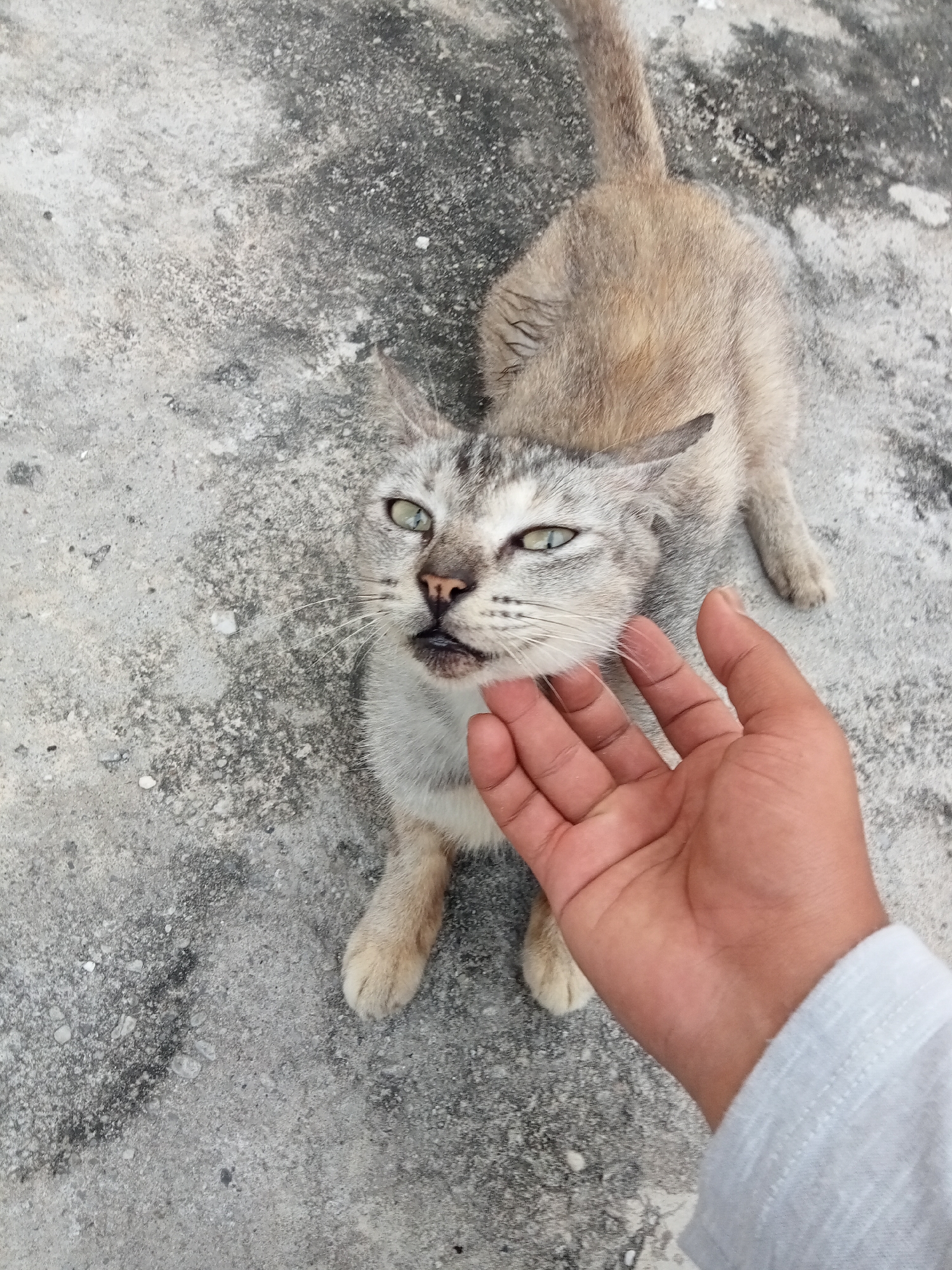 An overhead shot captures a light brown and grey tabby cat lying on a concrete surface. The cat's head is turned towards the viewer, with its mouth slightly open. A human hand is gently stroking the cat's cheek. The concrete ground is mottled with grey and black, indicating it is likely an outdoor urban setting. The image does not provide specific details about the location within the city of Kualu, Indonesia, beyond the general environment.