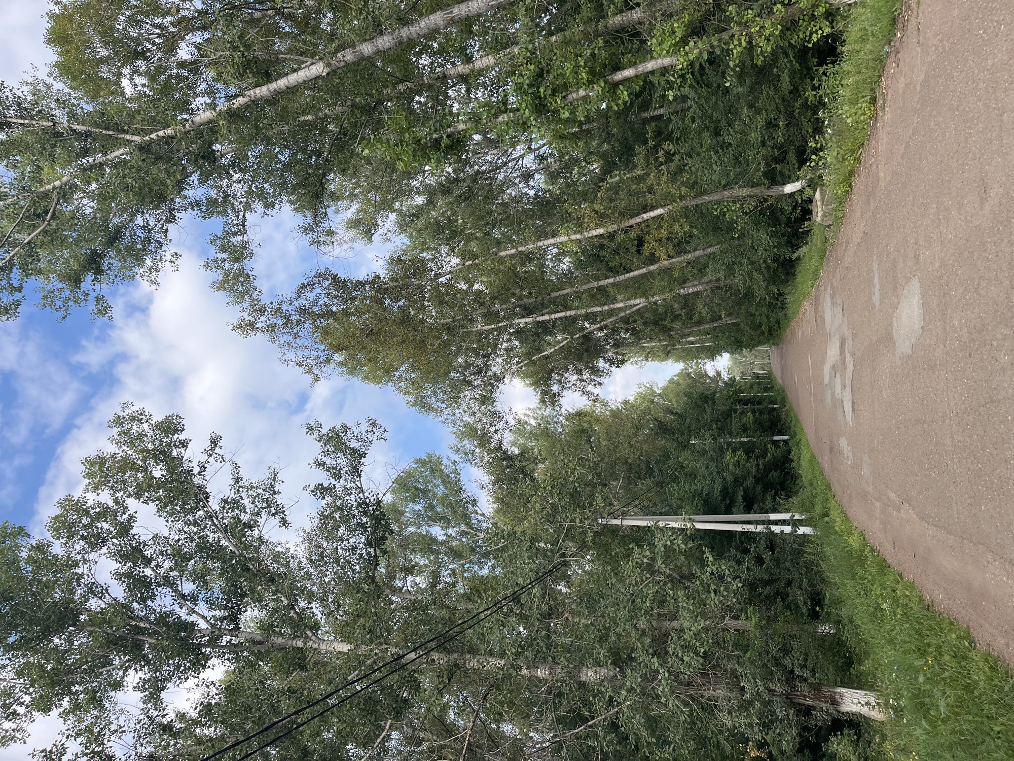 The image depicts a dirt road stretching into a tree-lined avenue, likely in Blagoveshchensk, Russia, given the context. Tall trees with slender white trunks and green foliage flank both sides of the road, their branches reaching towards a partially cloudy blue sky. The road itself is unpaved and shows signs of wear, with patches of lighter colored earth. Power lines are visible, running parallel to the road and through the trees. The vegetation on either side is lush and green, with grass and wildflowers growing along the edges of the road. The scene conveys a sense of natural beauty and rural tranquility. There are no people or animals present in the image.