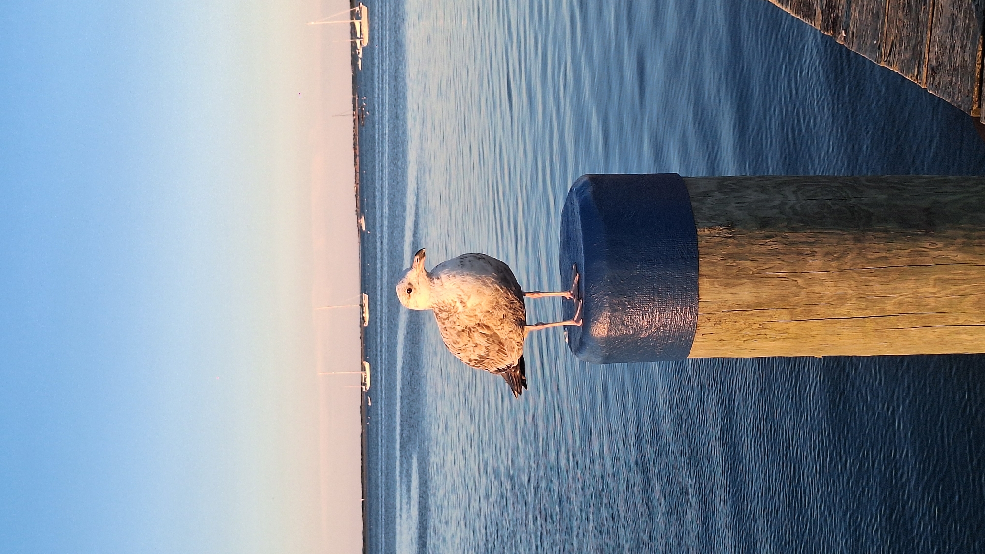 A seagull stands perched on top of a weathered wooden post capped with a blue cover. The post is situated in the water, with the ocean stretching out behind it. Several sailboats are visible in the distance, dotting the horizon. The sky above is a clear blue, transitioning to a soft pinkish hue near the horizon, suggesting it is either sunrise or sunset. The water is calm with gentle ripples. To the right of the post, a portion of a wooden dock is visible. The overall scene evokes a peaceful, coastal atmosphere. The location is likely a harbor or bay area in Nantucket, Massachusetts.