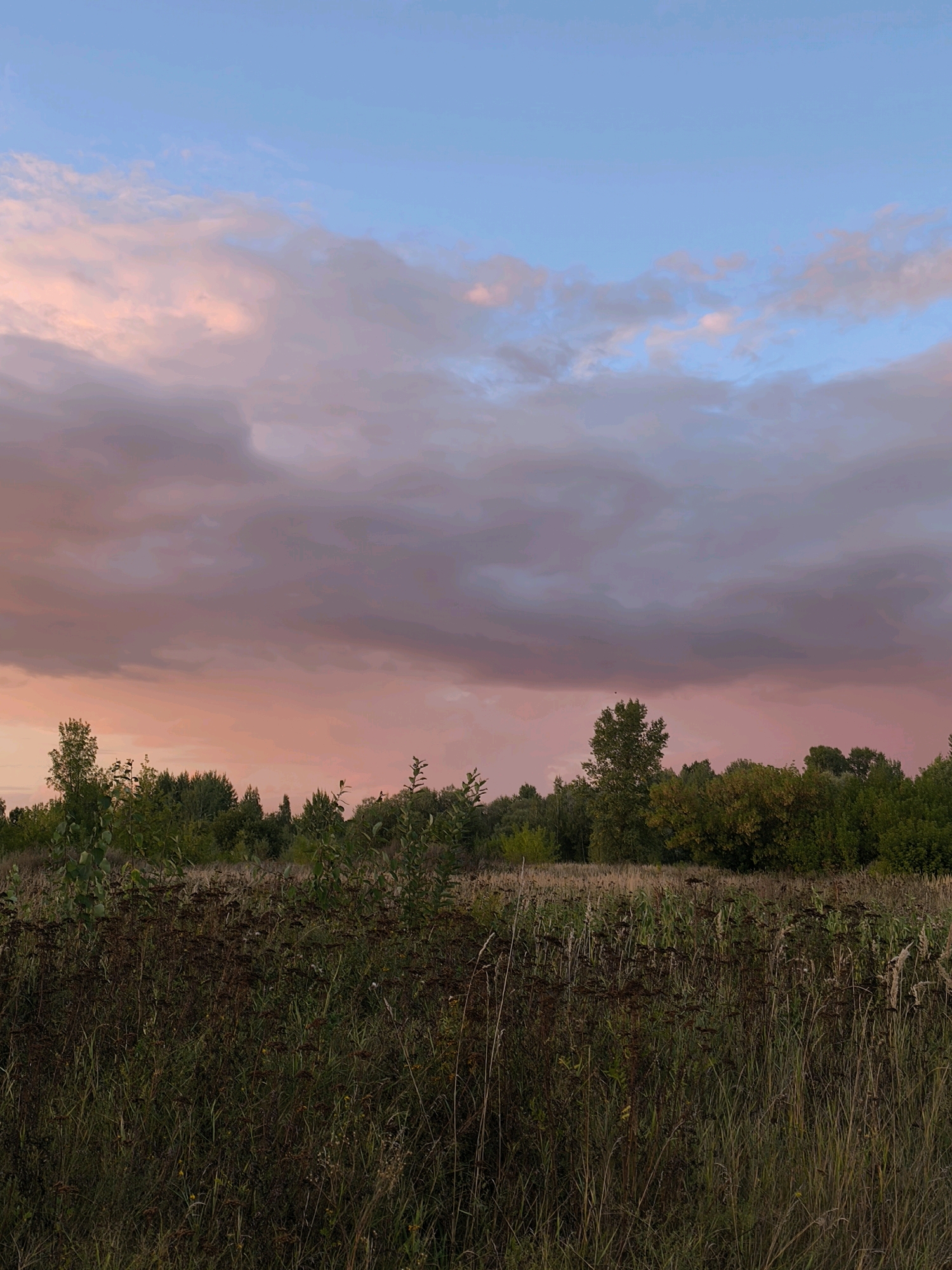 The image depicts a natural landscape, likely a field or meadow, bordering a dense line of trees. The sky above is a gradient of soft blues and pinks, suggesting either sunrise or sunset. The foreground is filled with tall, dry grasses and some darker, withered vegetation, indicating a post-summer or autumn season. Behind this, a variety of trees form a dark green and brown treeline, with some trees displaying hints of yellow or orange foliage. The overall atmosphere is tranquil and serene. There are no people, animals, or man-made structures visible in the image. The location is described as being in the city of Mahilyow, Belarus, though no specific landmarks or urban elements are present to confirm this.