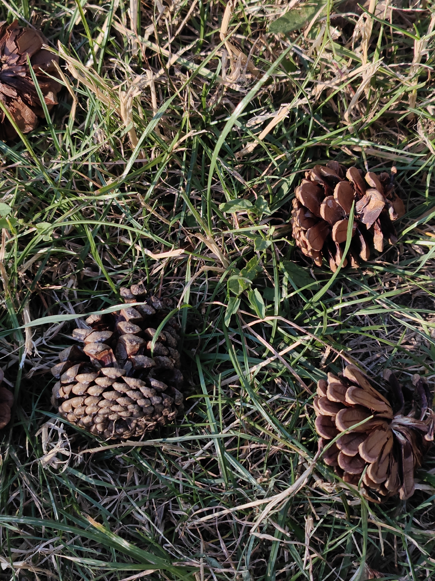 The image displays a close-up, overhead view of several pine cones scattered on a patch of grass. The grass appears dry and somewhat sparse, with a mix of green and brown blades, indicating it may be autumn or a dry season. The pine cones are brown and appear to be open, with their scales spread. One pine cone in the lower left of the frame is particularly prominent, showing a textured, layered surface. Another is visible in the upper right corner, and a third is in the lower right. The lighting suggests it is daytime, with shadows cast by the pine cones and grass blades. There are no people or any other objects present in the scene. The environment is natural, likely outdoors. The image does not provide any specific clues to its location within the city of Tiraspol, Moldova.