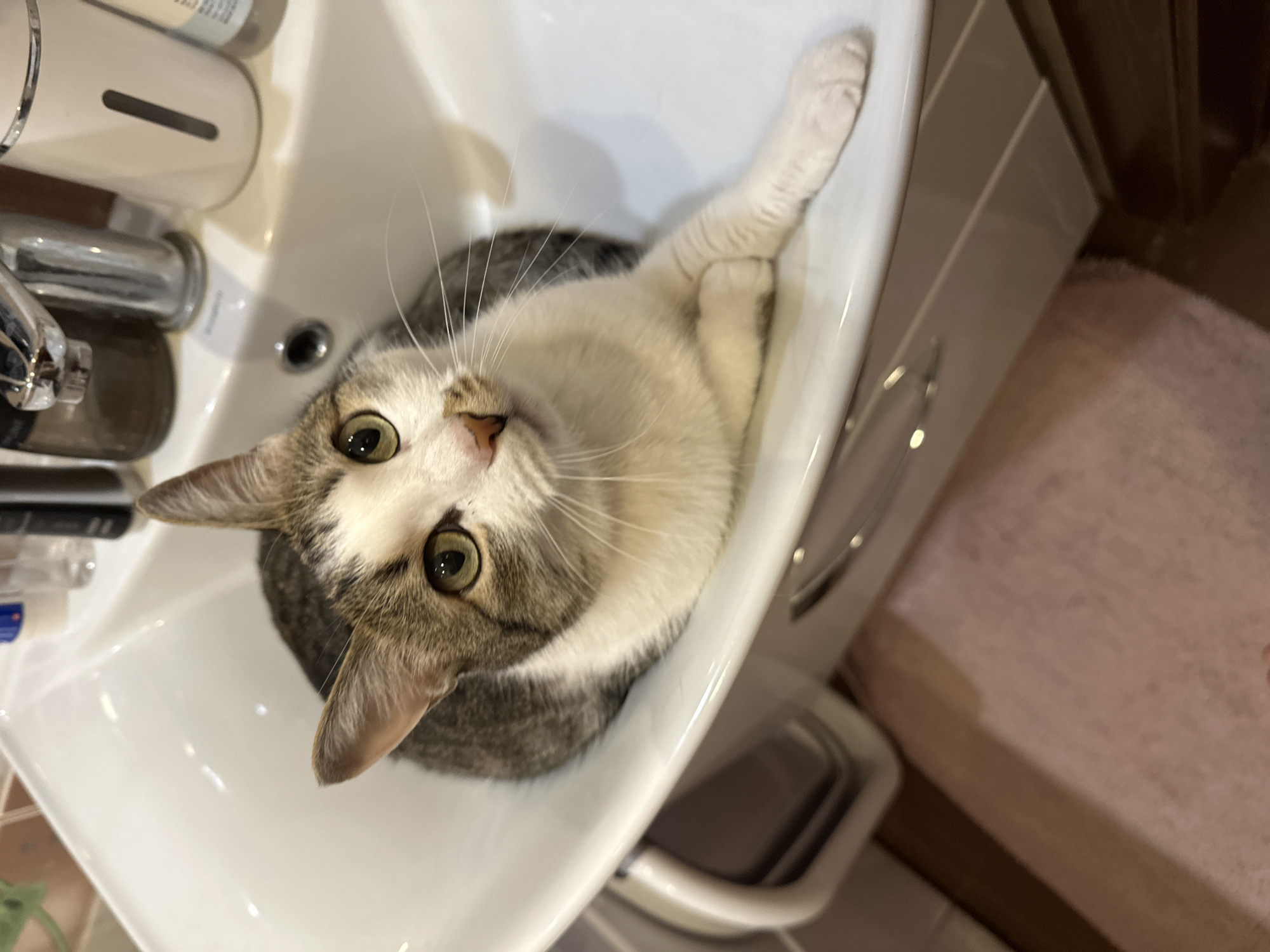 A gray and white cat is sitting in a white bathroom sink. The cat is looking up at the camera with its green eyes. The sink is part of a vanity with white cabinets. Various toiletries are to the left of the sink. A pink rug is visible on the floor to the right of the sink. The location is inferred to be in Krasnoyarsk, Russia.