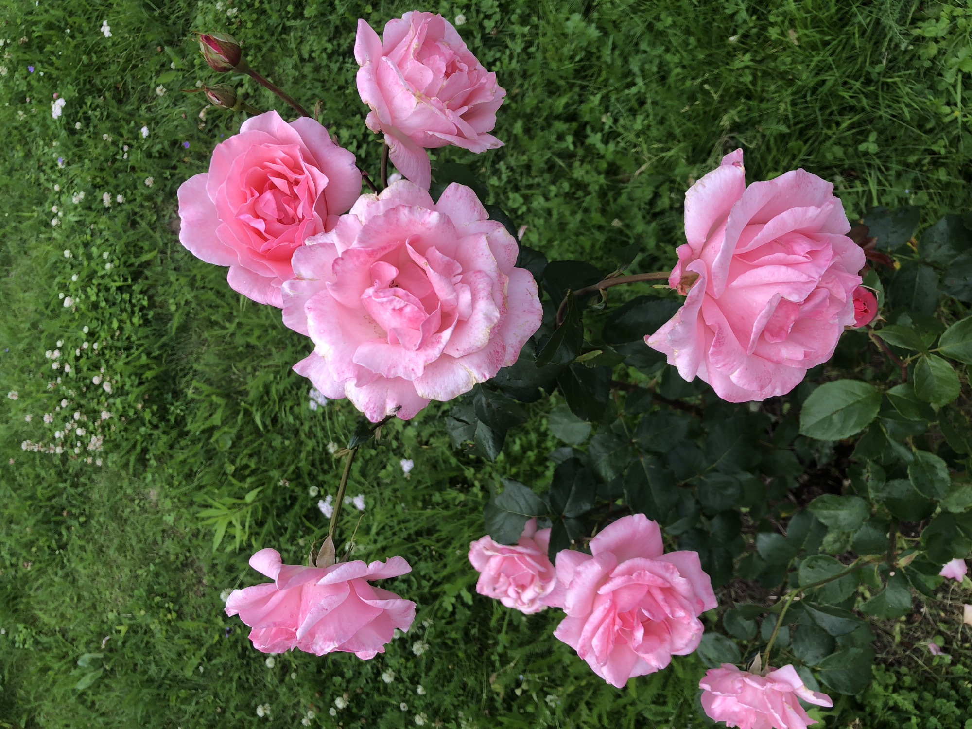 The image depicts a close-up, overhead view of several blooming pink roses set against a backdrop of lush green grass. The roses vary in size and fullness, with some appearing as fully opened, large blooms, and others as tighter buds or smaller, developing flowers. The petals of the roses are a soft, delicate pink, and some show subtle variations in color, with hints of lighter pink or white. Tiny water droplets are visible on some of the petals, suggesting recent rain or dew.
The background is dominated by vibrant green grass, which appears slightly textured and varied in length, interspersed with small white and possibly purple wildflowers. The lighting suggests it is daytime, likely with diffused light, as there are no harsh shadows. The overall scene evokes a sense of natural beauty and tranquility, typical of a garden setting.
The location context provided is "Московский Ветеран Снт, Russia," indicating this scene is likely found in a garden or allotment within this specific area. There is no visible text in the image. The focus is entirely on the natural elements of the roses and the surrounding greenery.