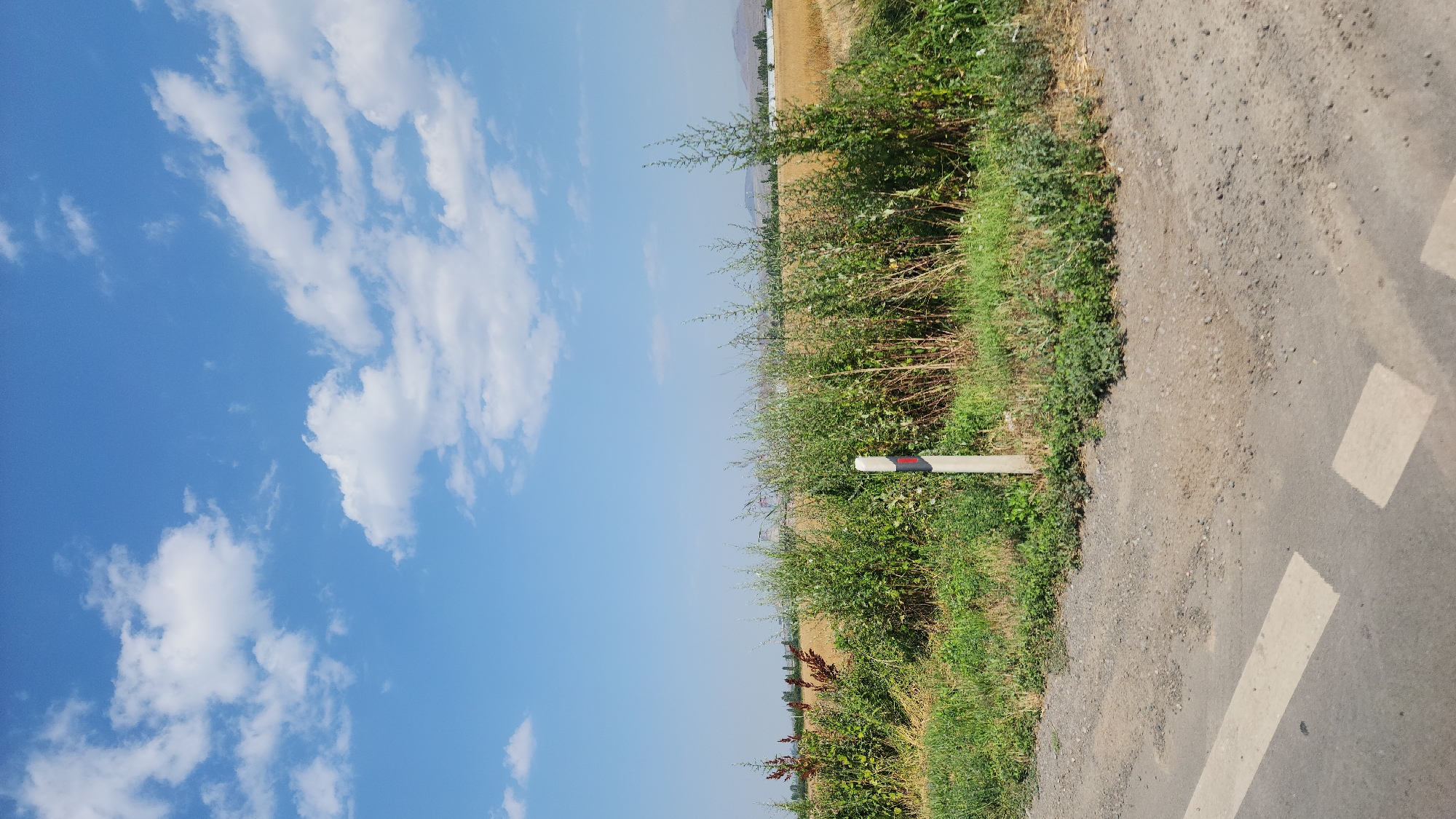 The image captures a rural roadside scene in Arshaluys, Armenia. A dirt and gravel shoulder lines a paved road marked with white lines. Beyond the road, a dense growth of green and reddish-brown vegetation stands tall, interspersed with dry grass. A single white and red marker post is visible amidst the foliage. In the background, a golden field stretches towards a distant line of trees and structures under a bright blue sky dotted with fluffy white clouds. The overall environment suggests a sunny day in a countryside setting.
