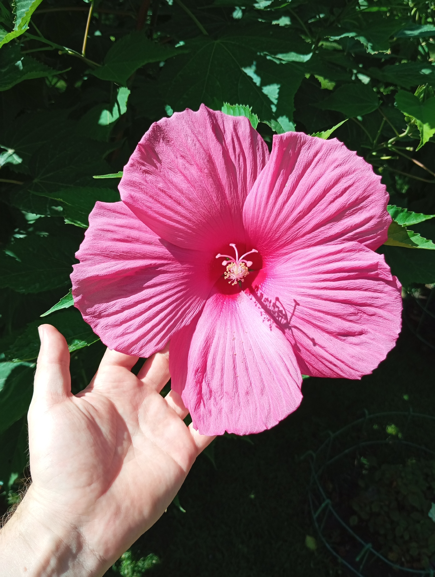 In Qonaev, Kazakhstan, a large, vibrant pink hibiscus flower with prominent petals and a delicate stamen is shown in close-up. A person's hand, with visible veins and a few hairs, is positioned beneath the flower, gently supporting it. The background consists of lush green foliage, dappled with sunlight and shadows, suggesting an outdoor setting, possibly a garden. The overall impression is one of natural beauty and delicate detail.