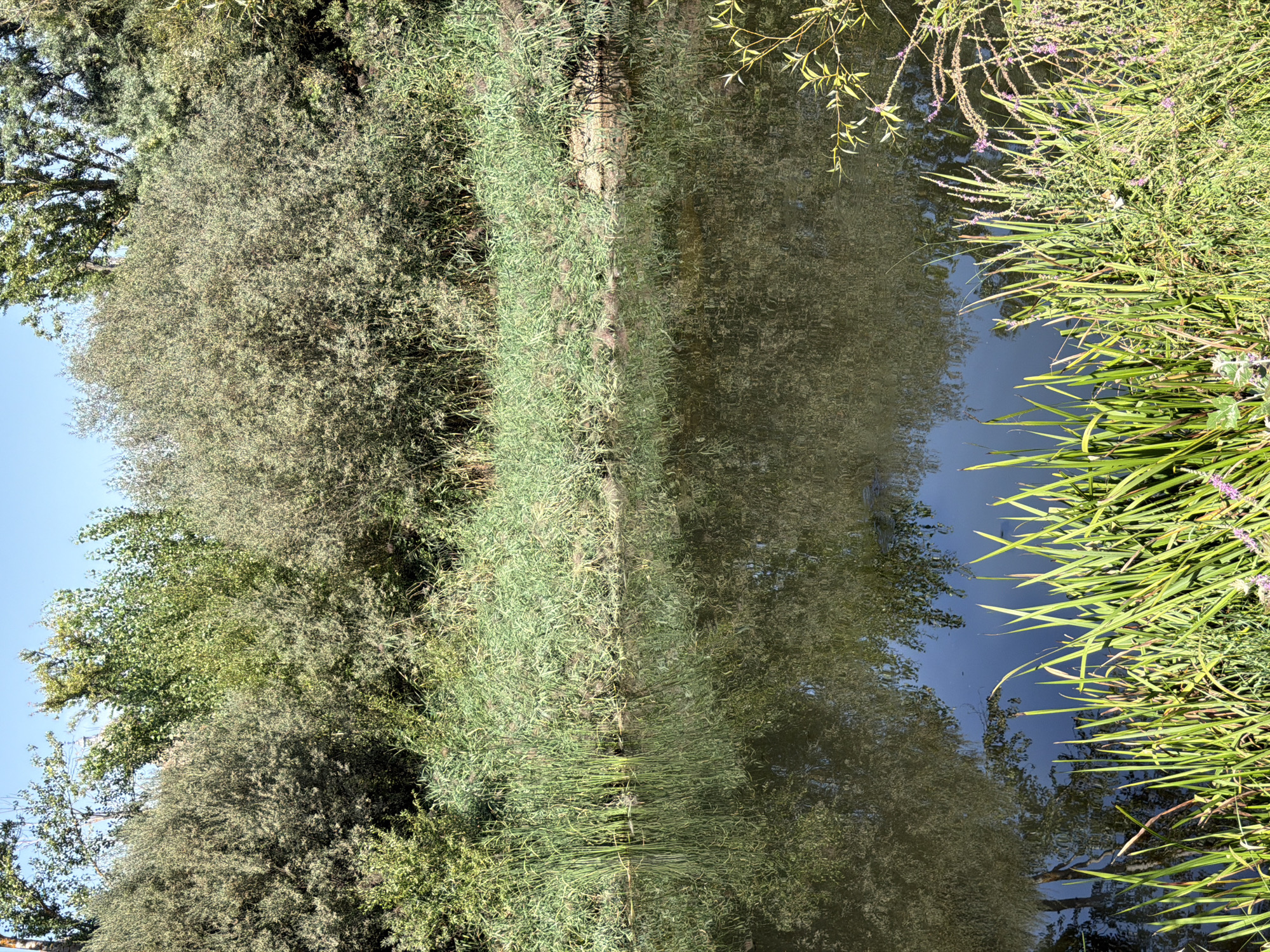 This is a photograph taken on a sunny day at the banks of the Tormes River in Salamanca, Spain. The scene captures a section of the riverbank with lush vegetation. In the foreground, tall green reeds and other plants grow along the water's edge. The river itself is calm and reflects the surrounding trees and sky. Behind the reeds, dense green bushes and trees form a natural barrier along the riverbank, with some taller trees visible in the background. The sky is clear and blue. There are no people or animals visible in the image.