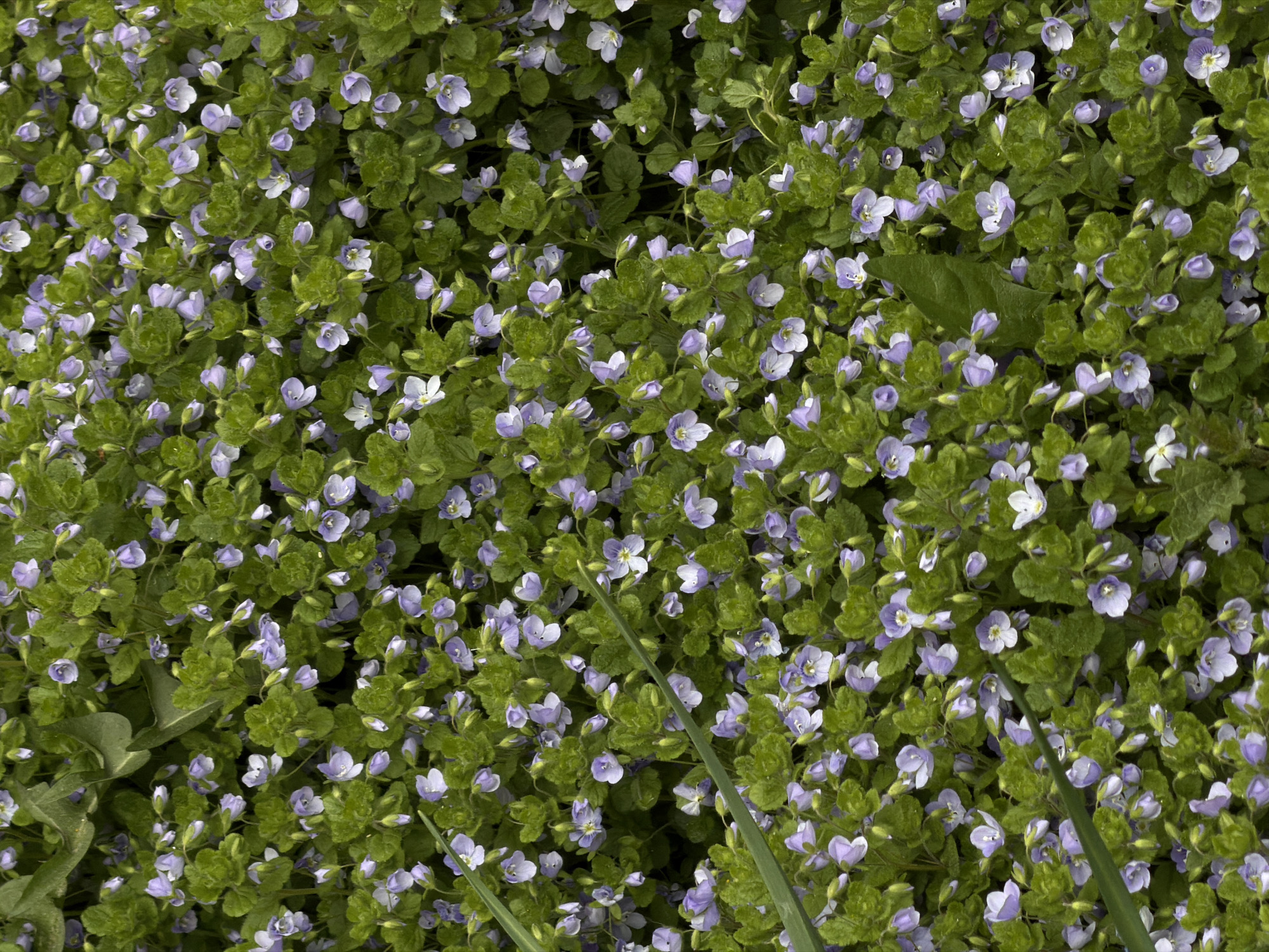 The image shows a dense covering of small, light purple flowers intermixed with green foliage. The flowers and leaves appear to be carpeting the ground. Some longer green blades of grass or leaves are visible in the lower right corner of the image, protruding through the carpet of flowers. There is no discernible evidence of a specific location in Perm, Russia, nor are there any people, actions, or interactions. The image is a close-up of ground cover vegetation.