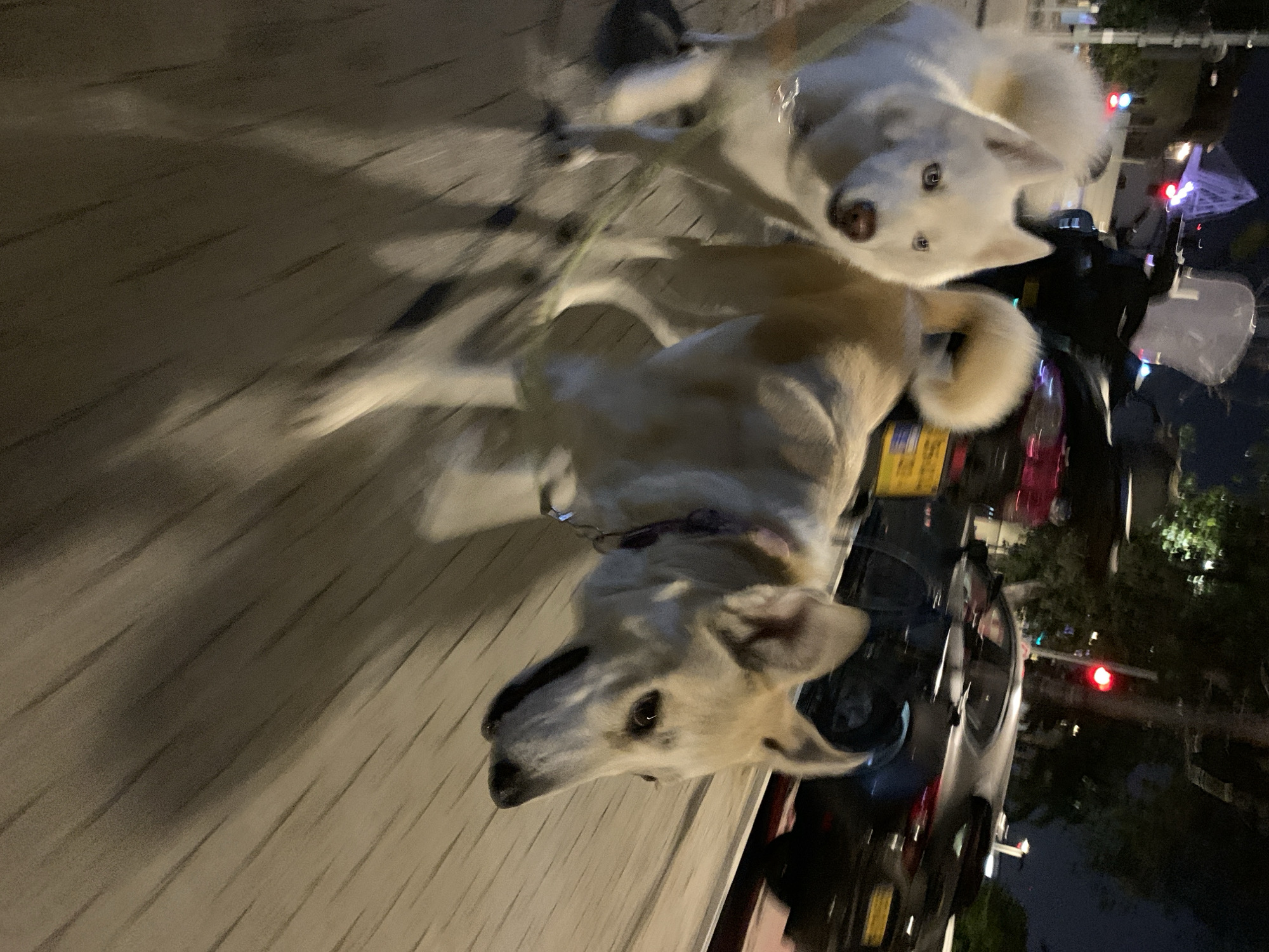 Two dogs are on a city street in Tel Aviv, Israel at night. One dog is primarily white and tan. The other is white. They are both in motion. A parked motor scooter and a car are in the background. Traffic lights are visible in the background.