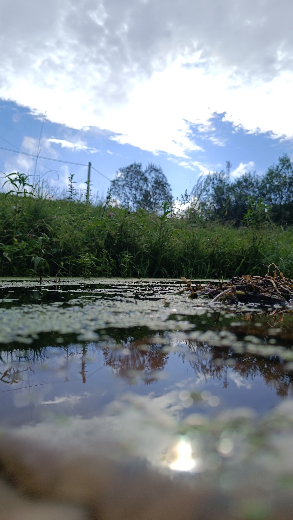 The image depicts a low-angle view of a body of water, likely a pond or ditch, covered with a layer of green algae. The water's surface reflects the sky, which is partly cloudy with patches of blue visible. In the background, lush green grass and foliage grow, obscuring the lower portion of trees. A wire fence runs horizontally across the upper portion of the scene, with a few fence posts visible. The overall impression is one of a natural, possibly uncultivated, outdoor environment. There are no people or animals visible in the image, and no specific actions or interactions are taking place. The location is identified as Karsha, Russia.