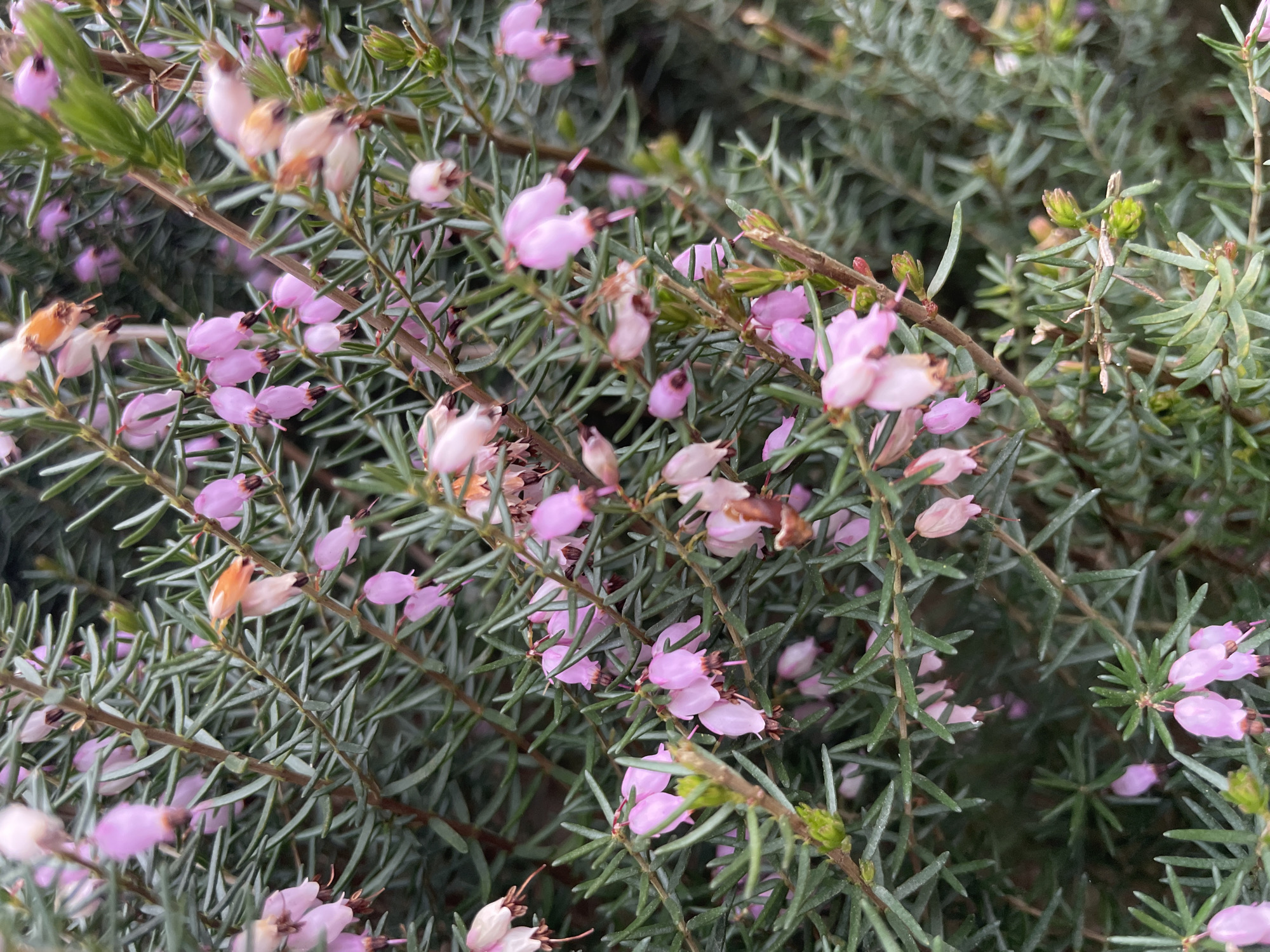 The image depicts a close-up of a flowering plant with needle-like leaves and small, pink, bell-shaped flowers. The leaves are a muted green-gray color, and the flowers are a soft, pale pink. Some flowers have faded to a brownish hue. The plant appears dense and bushy. The image was presumably taken in daylight. The location in Le Moustoir, France, is implied by the prompt, but not evident from the visual content.